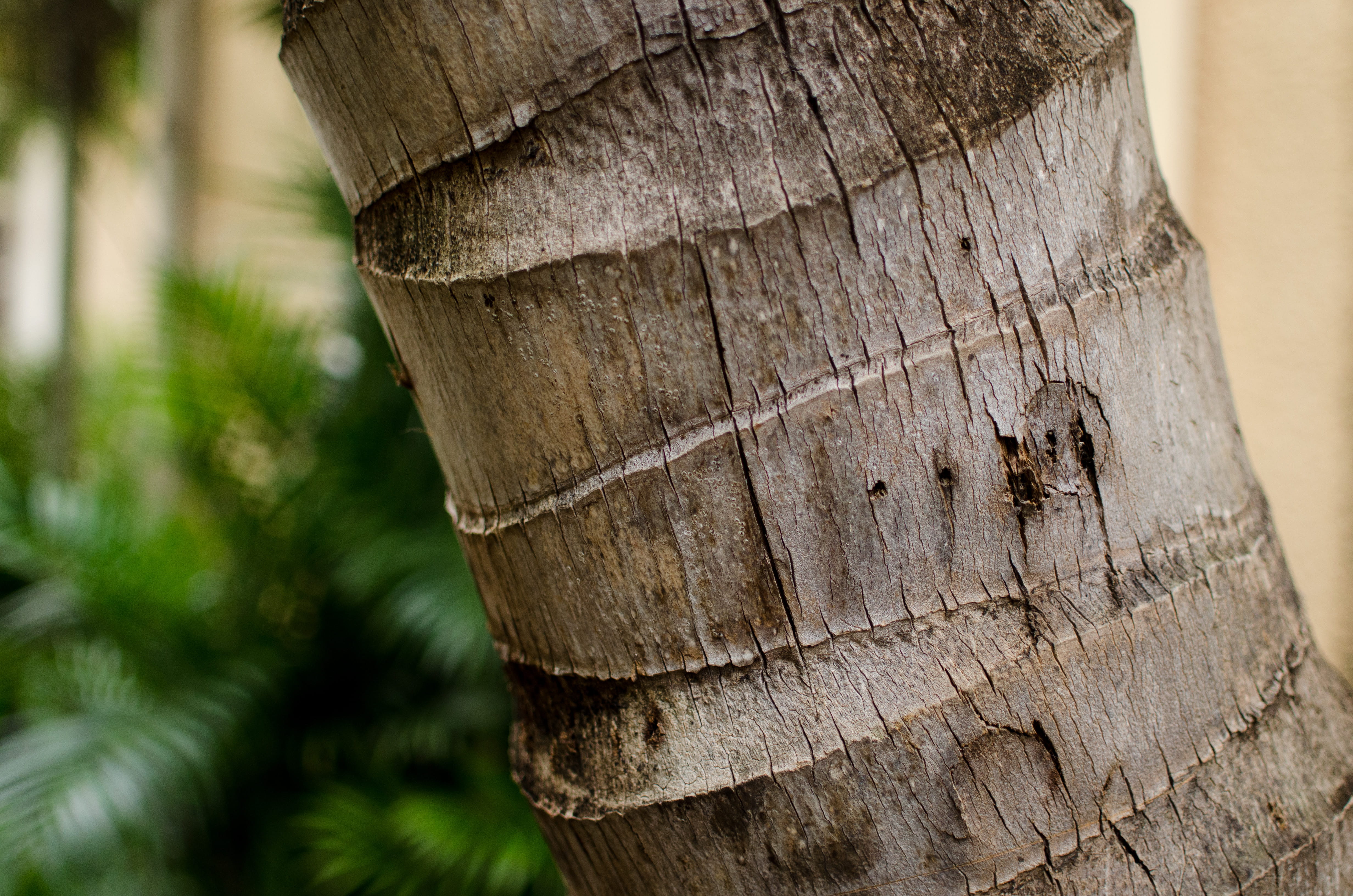 blur, brown, tree ring, textured, no people, wood, plant, trunk, albion, focus, 4K, tree, outdoors, mauritius, lines, forest, rough, day, bark, tree trunk, HD Wallpaper