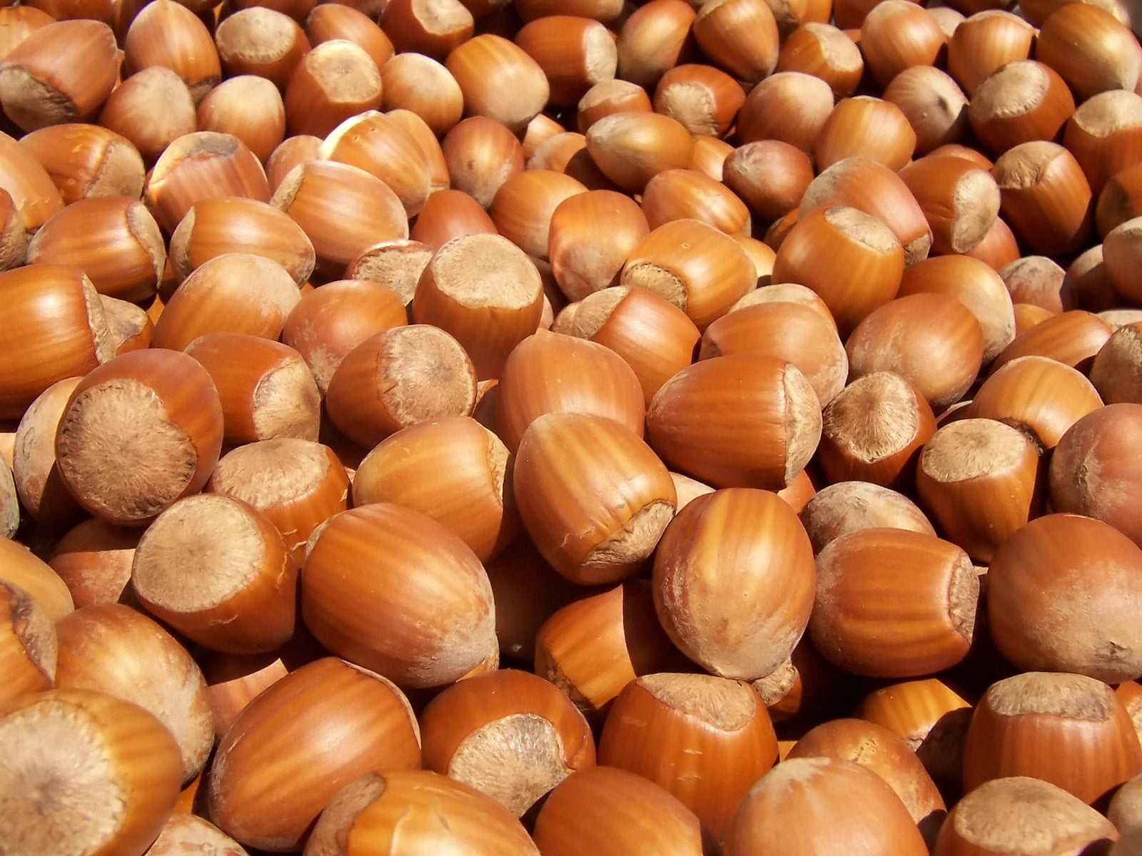 organic, chestnut, full frame, gourmet, nature, healthy Eating, vegetable, wellbeing, ingredient, snack, freshness, high angle view, macro, nut - Food, HD Wallpaper