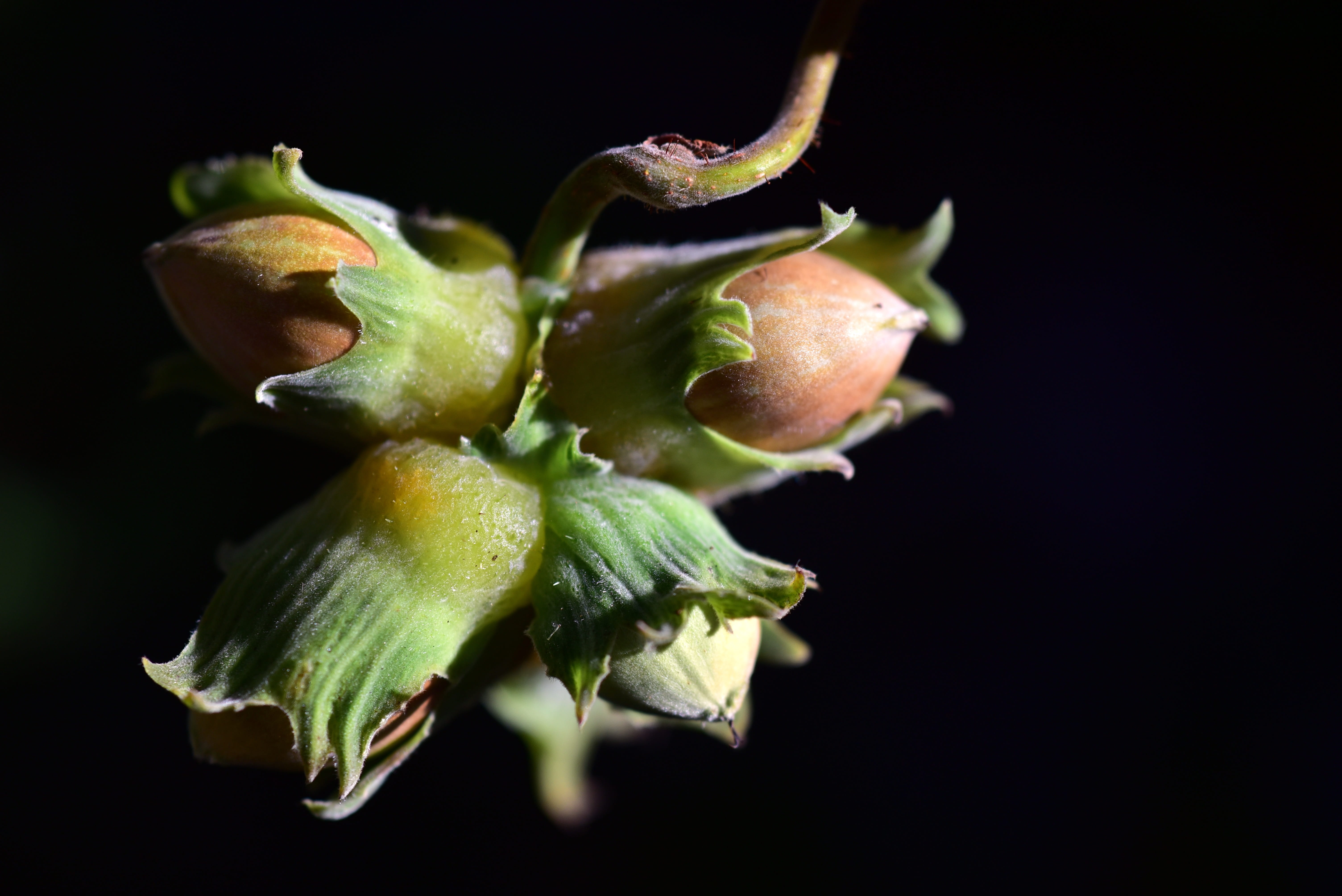 food, nut, healthy, nature, black background, shell, snack, plant, food and drink, nutrition, green color, fruit, wellbeing, eat, healthy eating, brown, HD Wallpaper