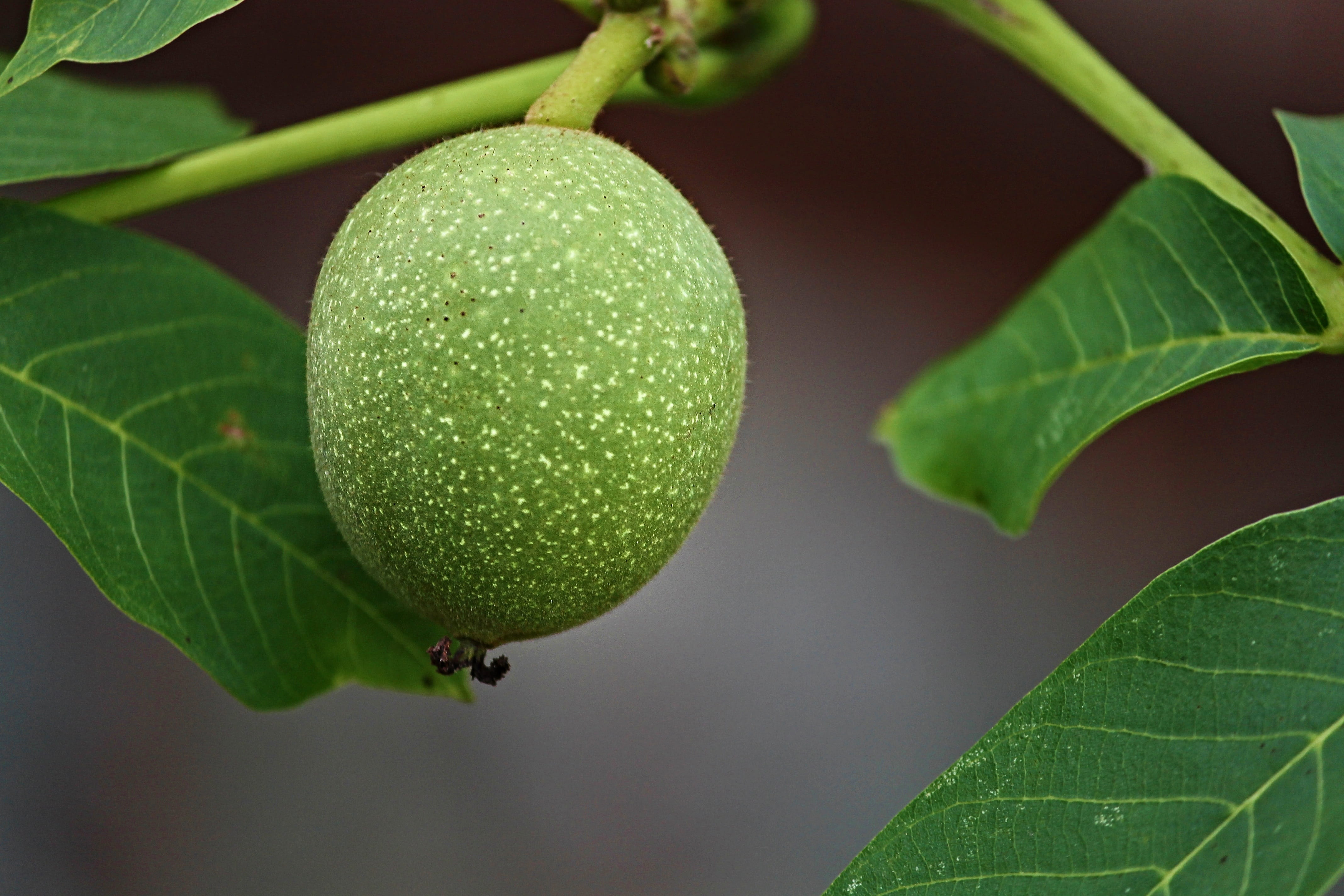 juglans, shell, outdoors, hanging, fruit, walnut, close up, day, freshness, background, healthy eating, unrreif, no people, nature, depend, tree, growth, HD Wallpaper