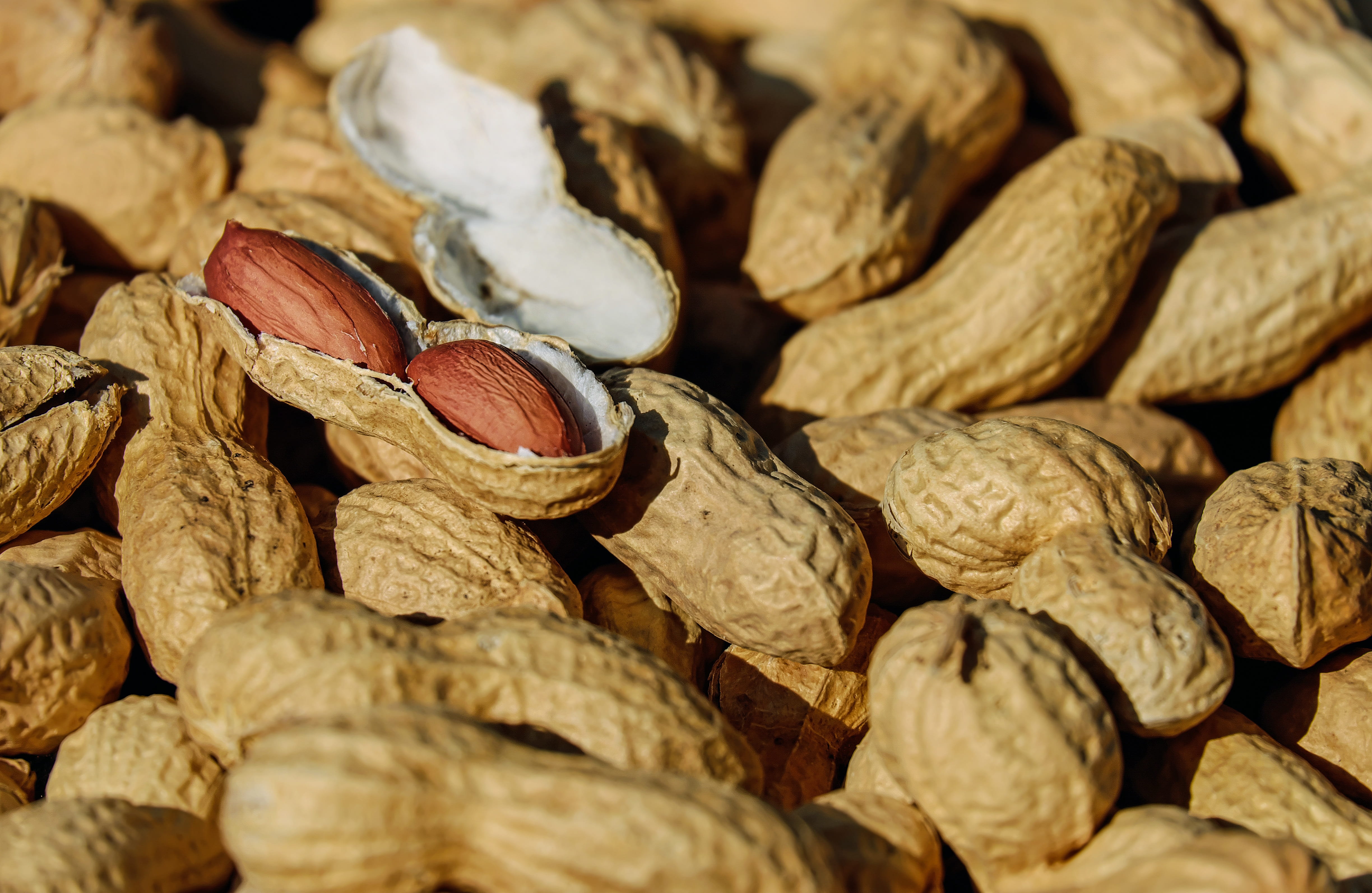 autumn, still life, wellbeing, nut, full frame, nut - food, fruit, no people, brown, close-up, snack, peanut, large group of objects, delicious, food, freshness, HD Wallpaper