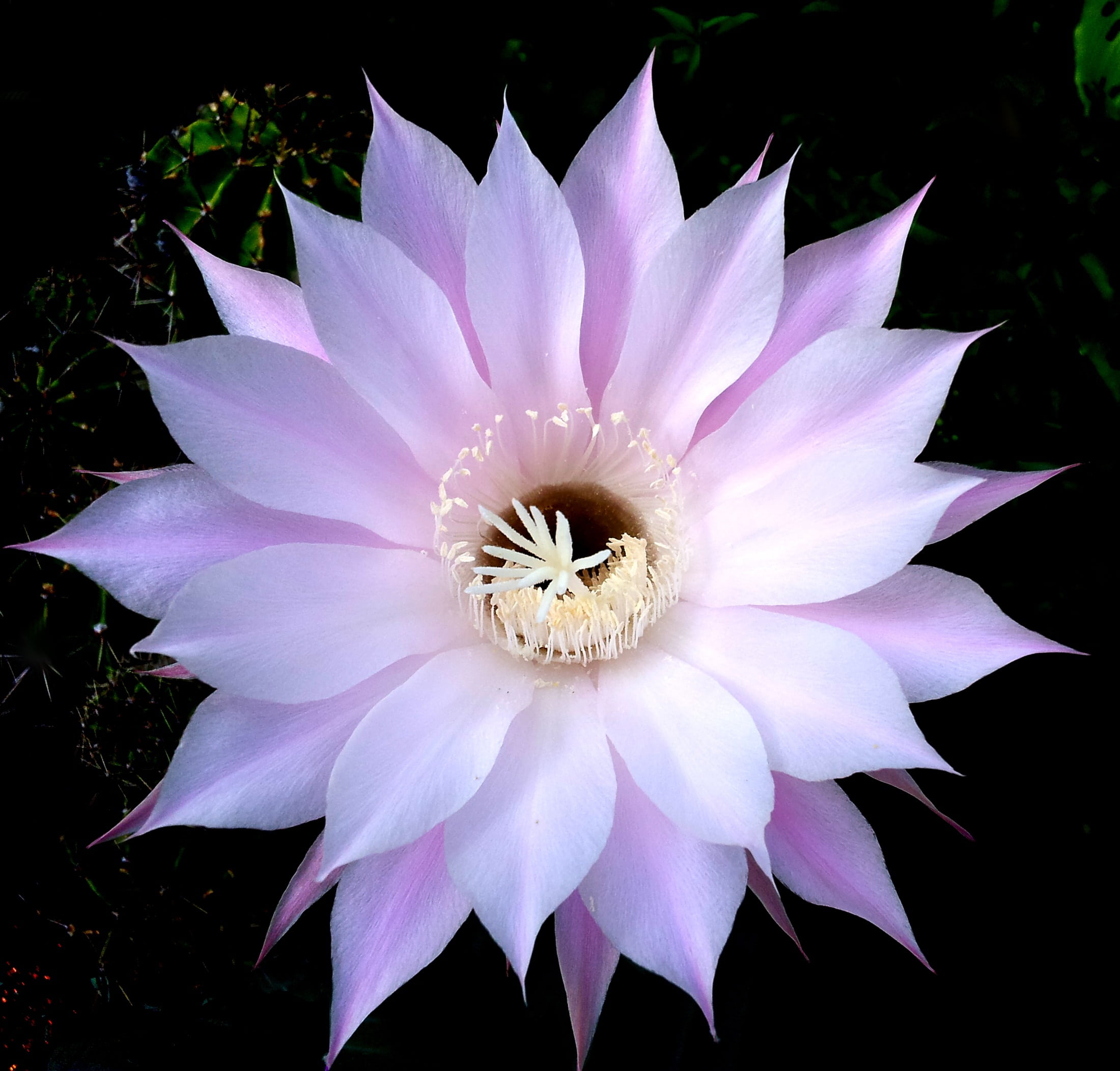 fragility, summer, gazania, outdoors, plants, focus on foreground, vulnerability, petal, growth, inflorescence, cactus, pink Color, lotus Water Lily, single Flower, HD Wallpaper