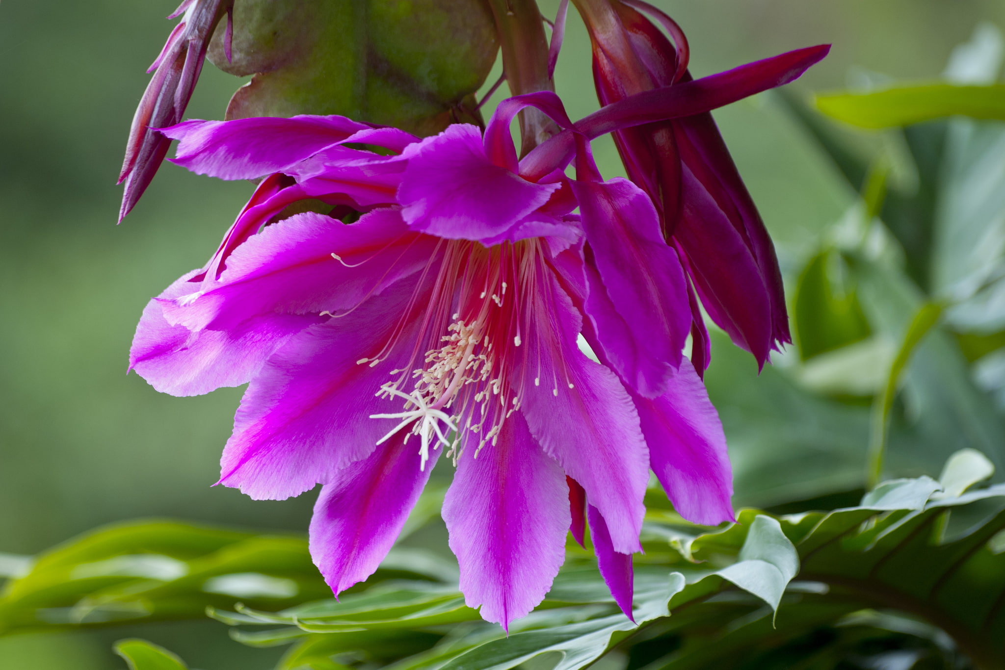 Orchid cactus, purple, Epiphyllum, macro, flower, cactus, 1080P, HD Wallpaper