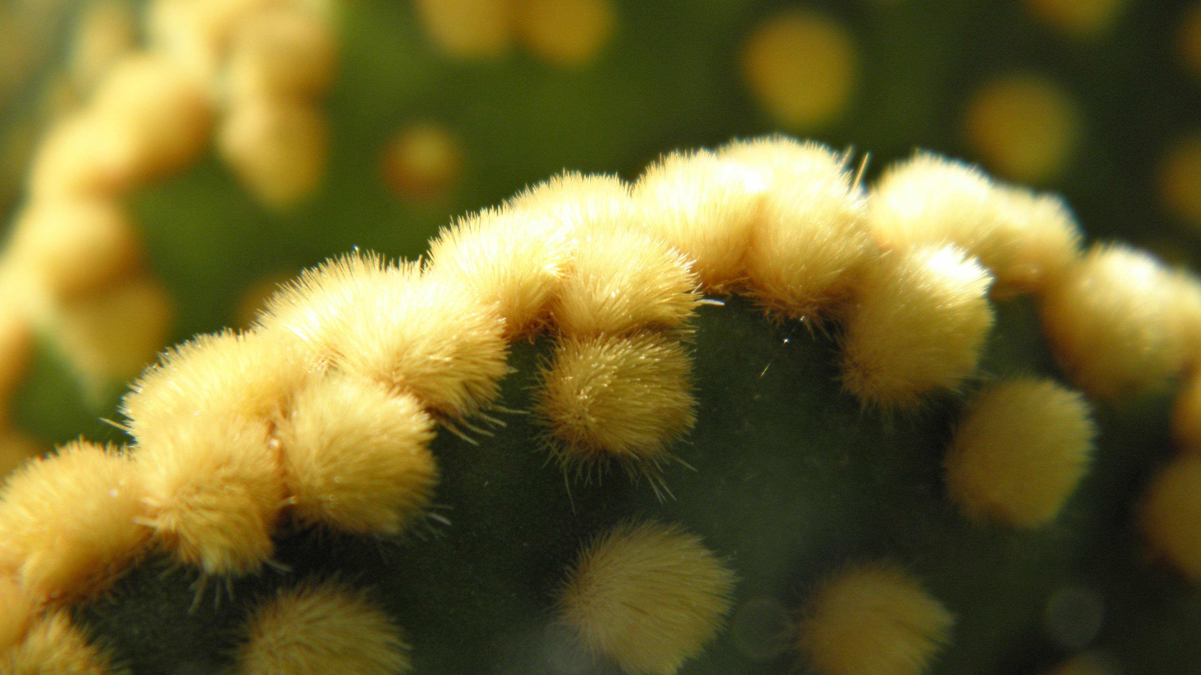 summer, cactus, green, 4K, yellow, HD Wallpaper