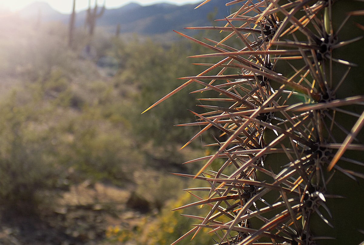 focus on foreground, 480P, beauty in nature, nature, tranquility, closeup, environment, growth, desert, field, plant, photography, sharp, succulent plant, HD Wallpaper
