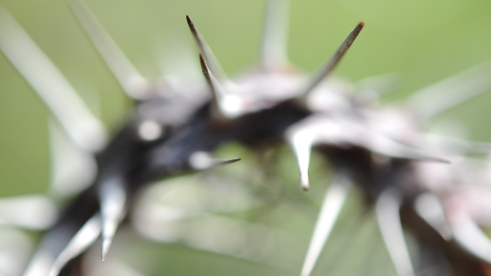 macro, nature, thorns, green, 1080P, HD Wallpaper