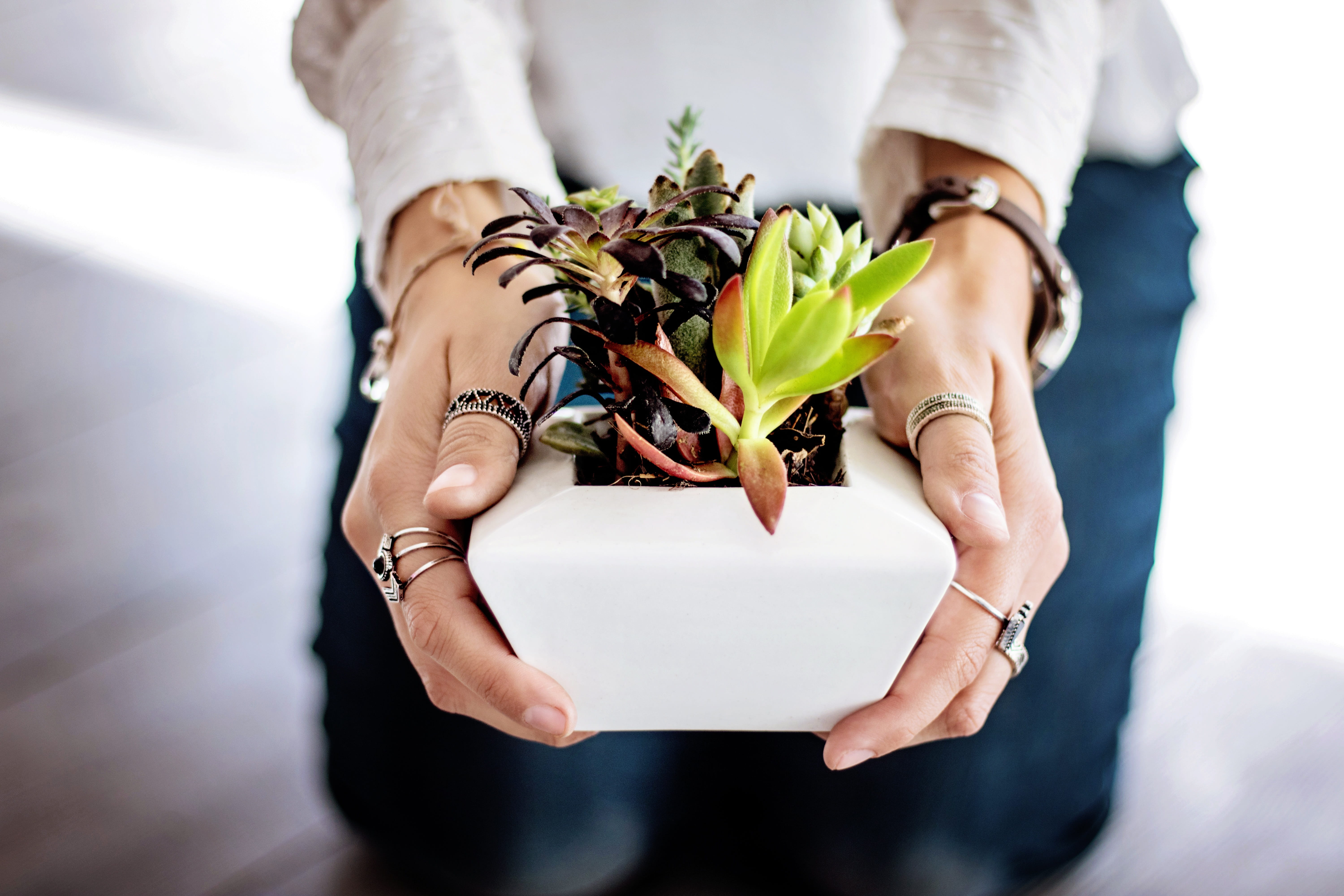 elegance, nature, hand, female, close-up, potted, pot, green, person, adult, girl, human body part, one person, human hand, white, model, 5K, flower, people, HD Wallpaper
