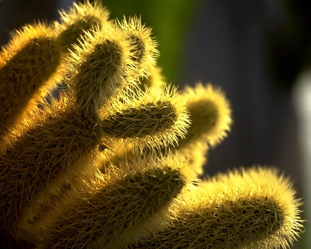 sharp, beauty in nature, cactus, day, sunlight, plant, no people, natural pattern, 720P, outdoors, growth, barrel cactus, backgrounds, spiky, macro, decoration, HD Wallpaper