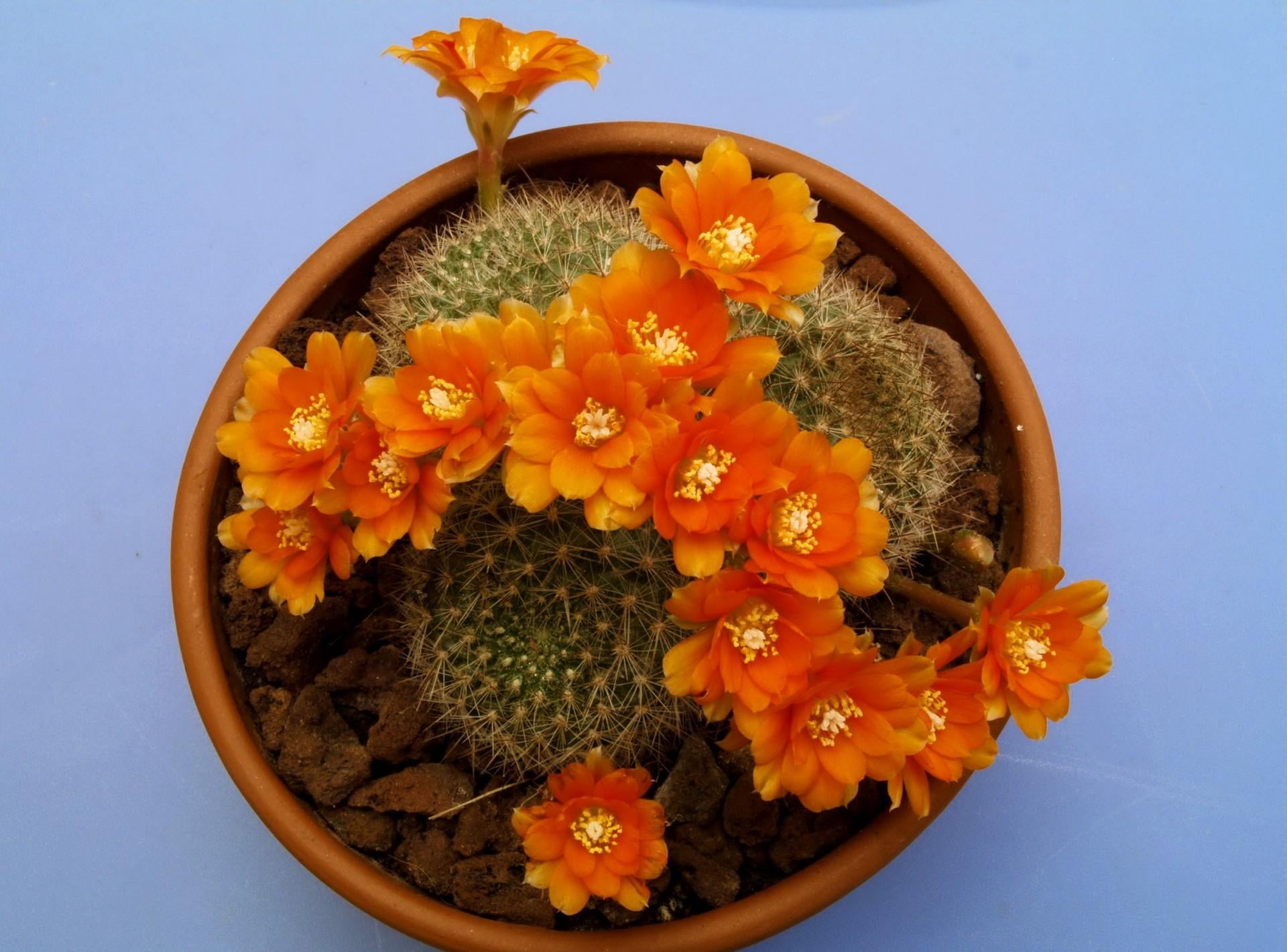 cactus, green Color, inflorescence, potted plant, yellow, nature, vulnerability, needles, close-up, orange color, multi Colored, flowering plant, pot, fragility, HD Wallpaper