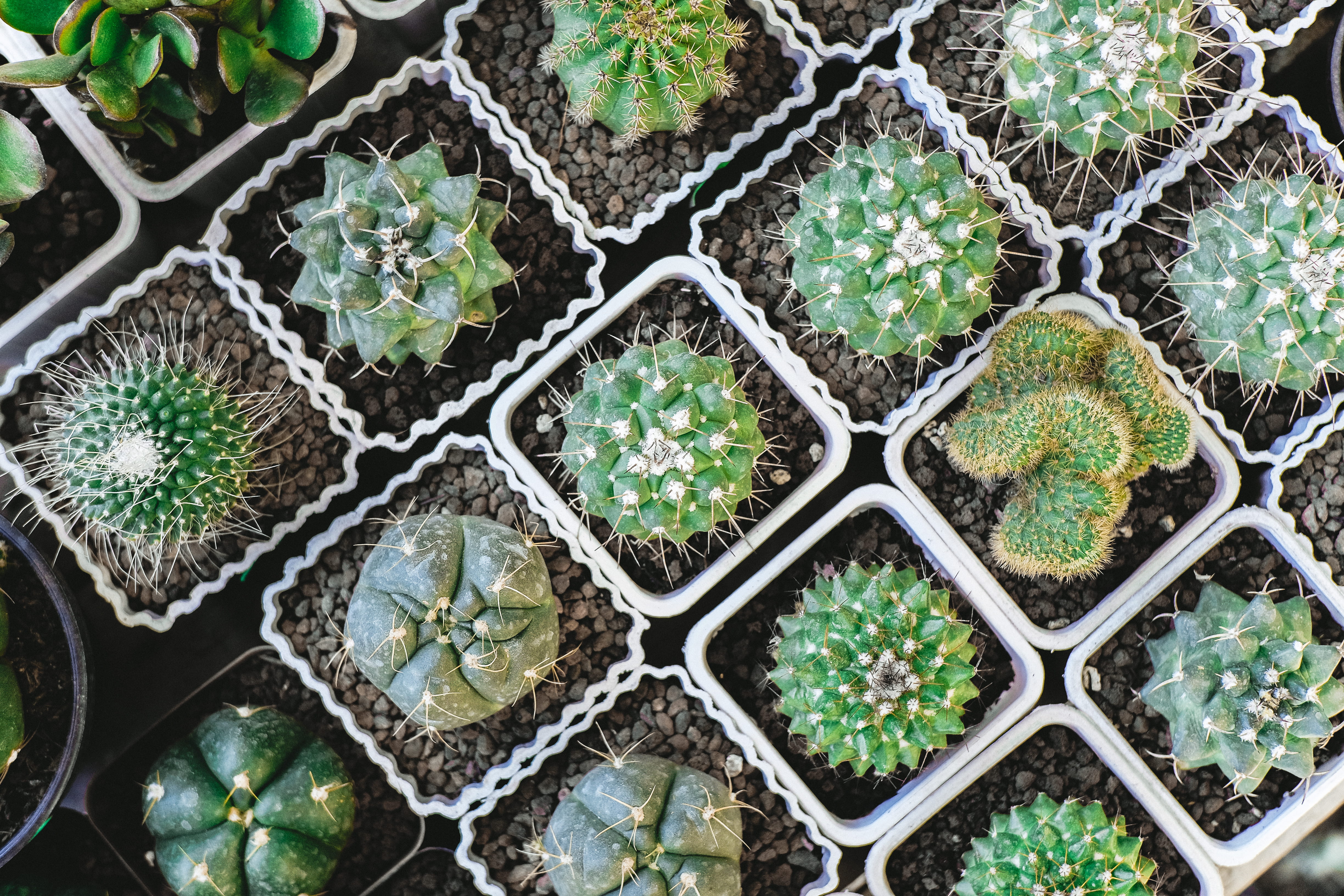 growth, garden, cactus, cacti, pile, plant part, no people, pattern, plant nursery, hexagon, house plant, day, high angle view, plant, close-up, outdoors, HD Wallpaper