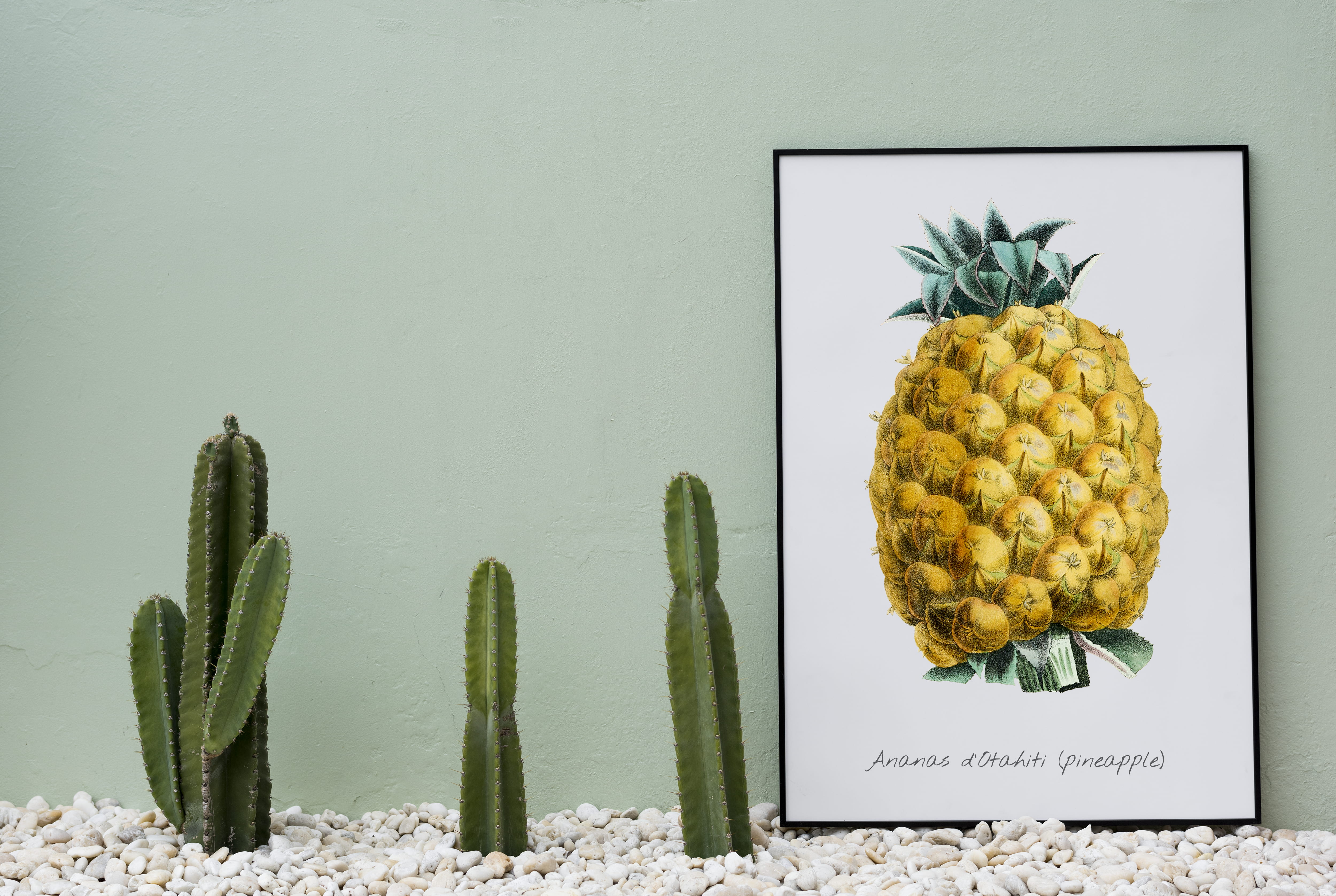 studio shot, green color, art, ripe, succulent plant, plant, food, pineapple, tropical fruit, cacti, cactus, wellbeing, plants, fruit, no people, freshness, HD Wallpaper