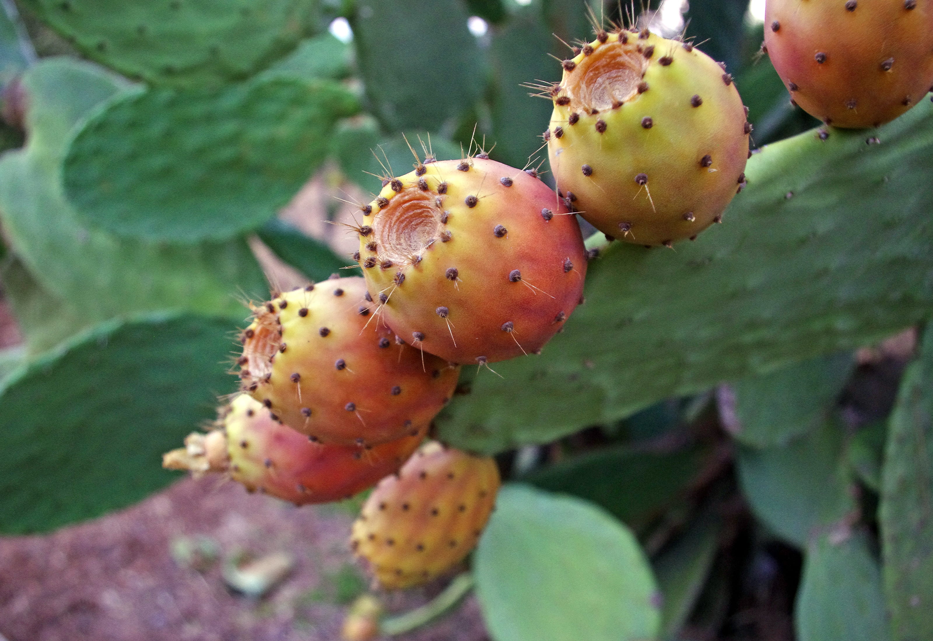red, prickly pear cactus, focus, focus on foreground, growth, close-up, outdoors, green, no people, 2K, leaf, ripe, beauty in nature, fruit, selective, HD Wallpaper