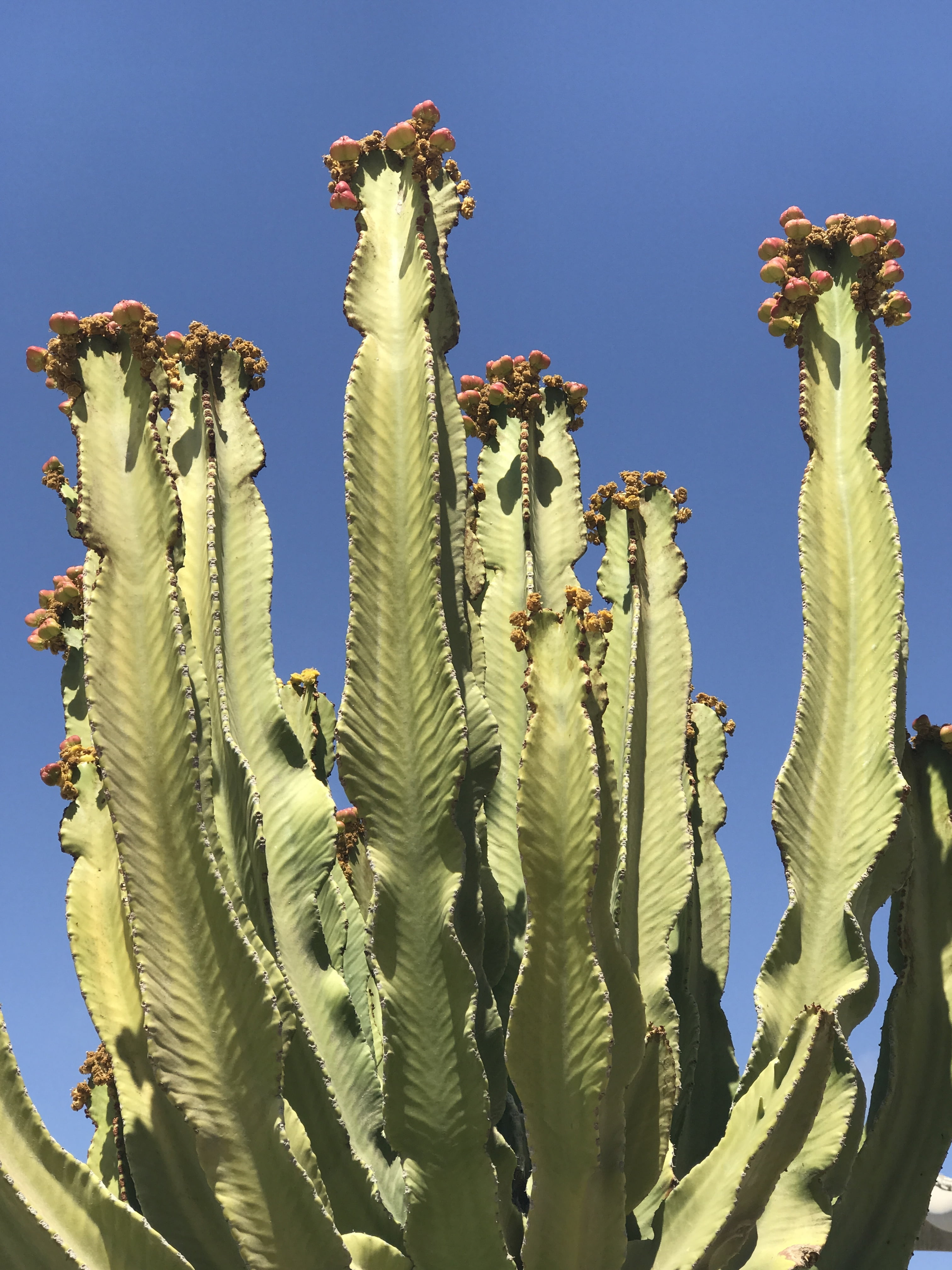 green, blue, garden, cacti, desert, floral, sunlight, flower, art and craft, no people, growth, outdoors, tropical, architecture, sculpture, nature, clear sky, Phone HD Wallpaper