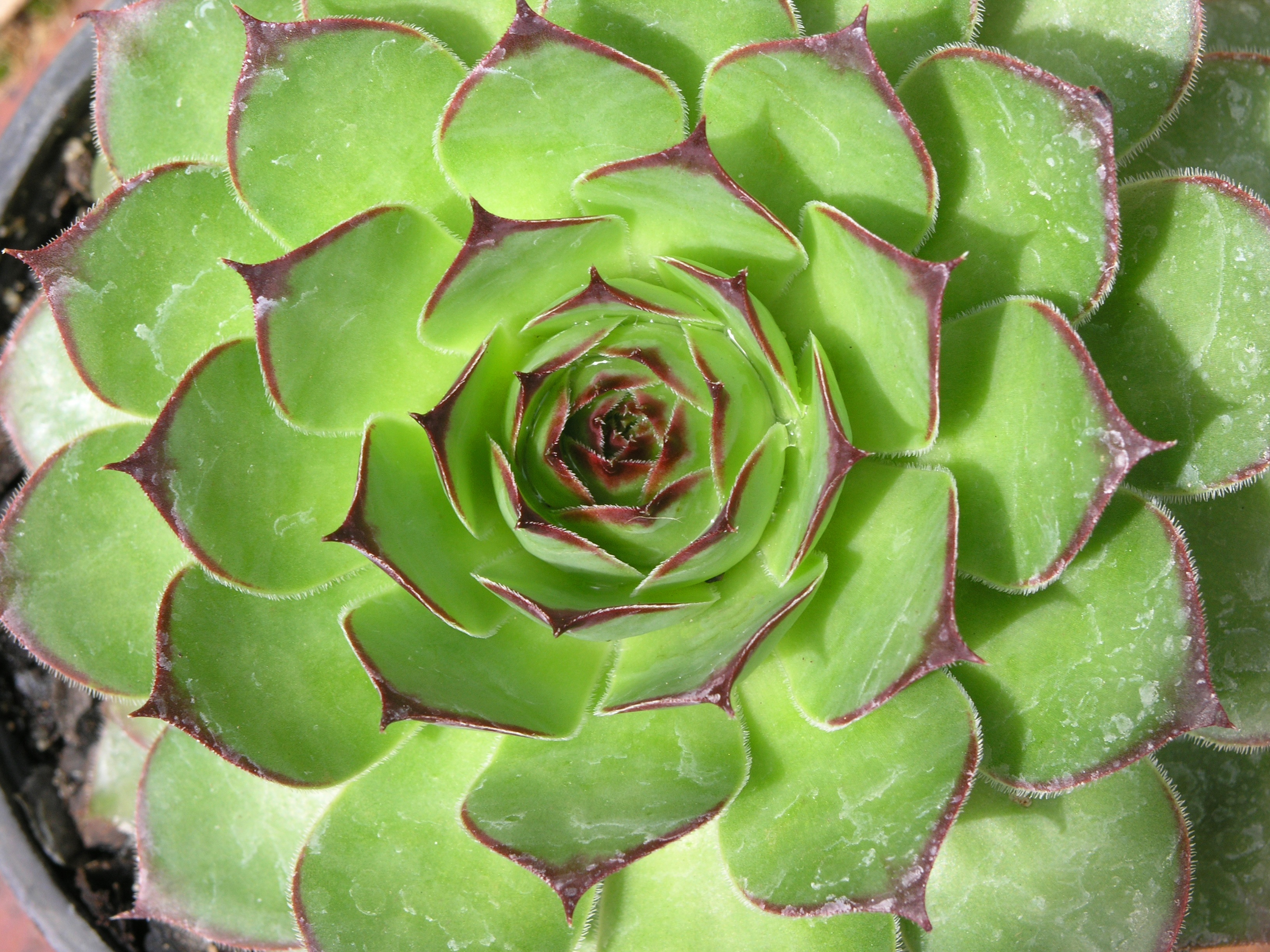 freshness, rosette, full frame, exotic, day, garden, 2K, foliage, no people, growth, grow, close, leaf, spikes, cultivated, horticulture, succulent, nature, HD Wallpaper