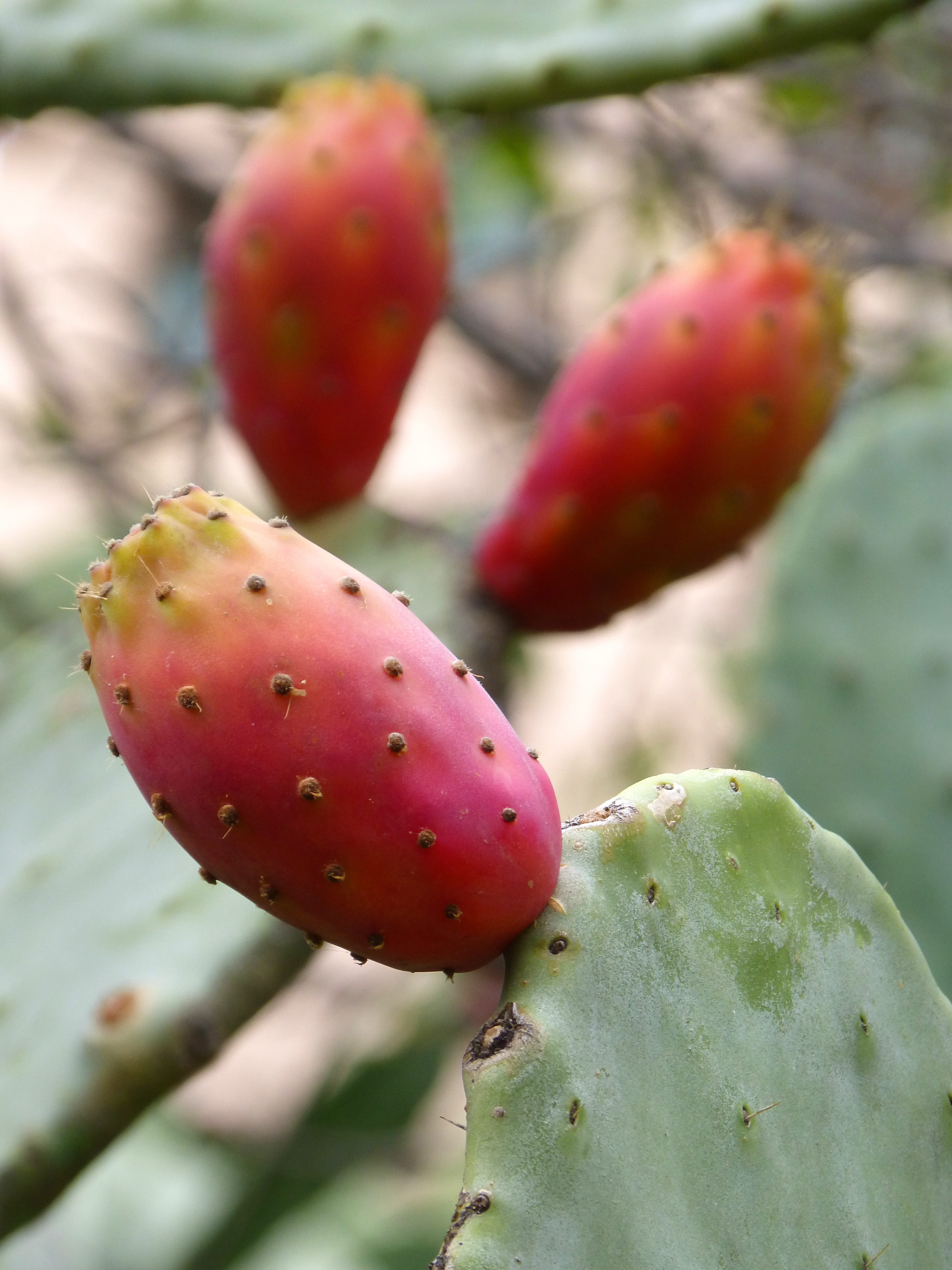 thorn, tuna Fruit, green Color, succulent plant, fruit, wellbeing, cactus, prickly Pear Cactus, no people, prickly, close-up, day, Prickly Pear, pear, healthy eating, Phone HD Wallpaper