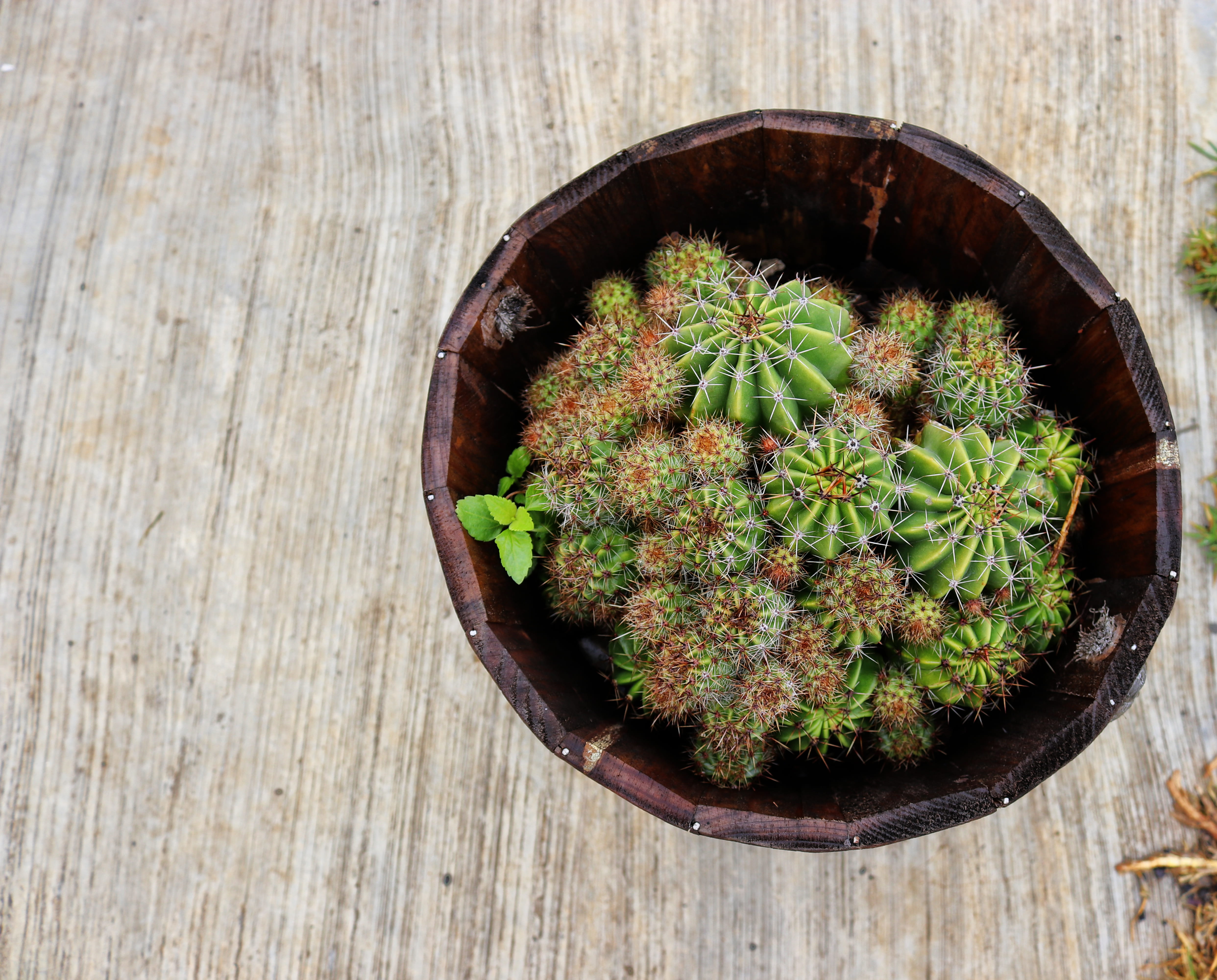 cactus, outdoors, growth, table, healthy eating, potted plant, day, food, wood - material, high angle view, cacti, brown, green color, no people, plants, HD Wallpaper