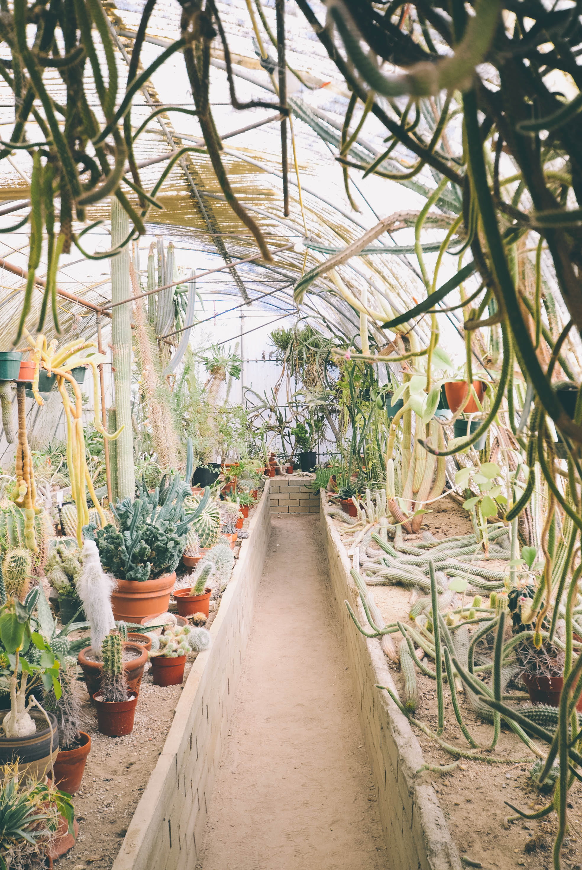 outdoors, window, cactus, diminishing perspective, the way forward, built structure, botany, greenhouse, 2K, green, day, cacti, no people, long, enclosure, Phone HD Wallpaper