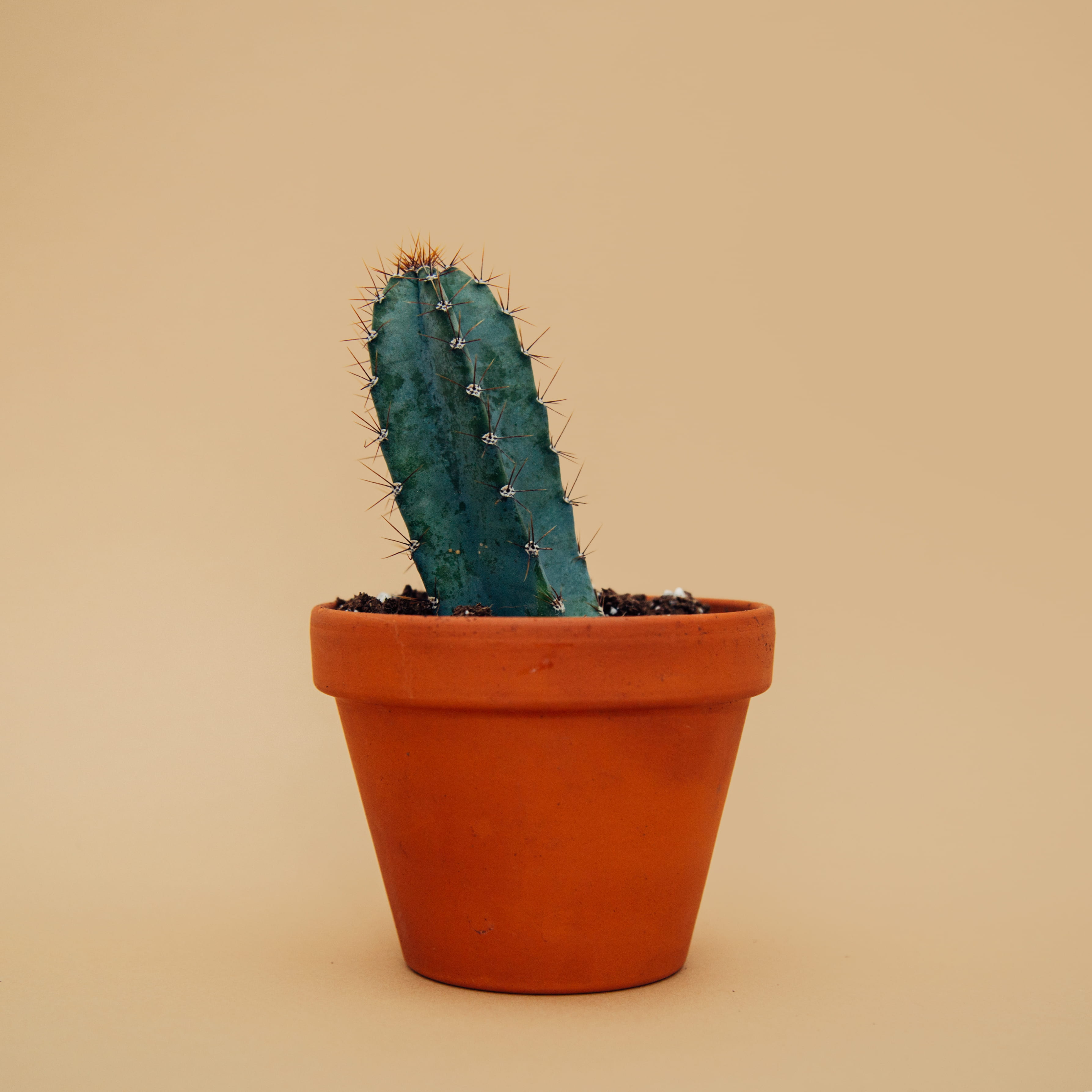 sharp, colorful, indoors, pastel, interior, spike, studio shot, plant, orange color, orange, dirt, cactus, growing, brown, design, houseplant, green, pot, Phone HD Wallpaper
