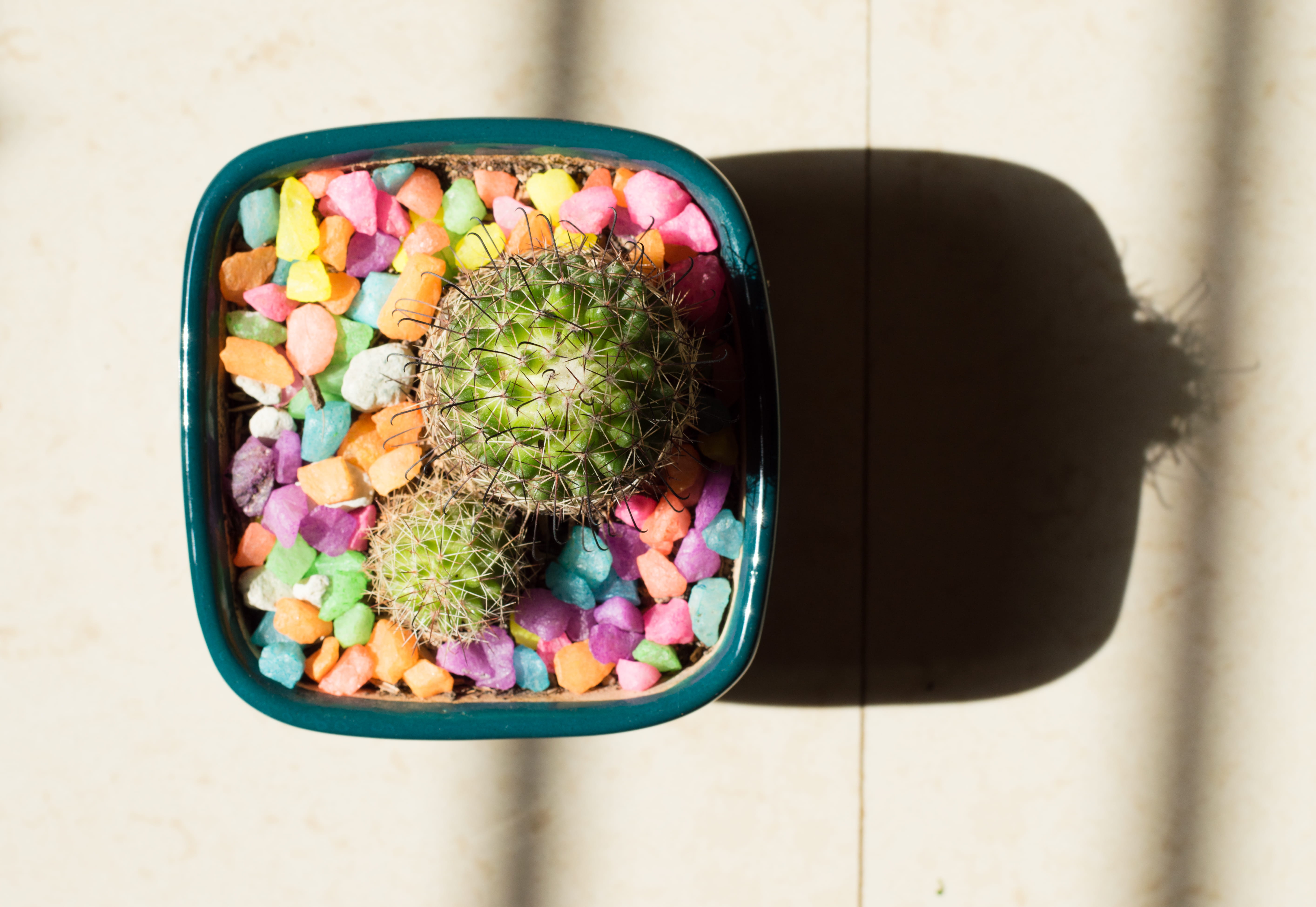 top view, bright, colorful, cactus, grow, cacti, food, container, bowl, succulent plants, close-up, plant, wellbeing, ready-to-eat, directly above, tray, HD Wallpaper