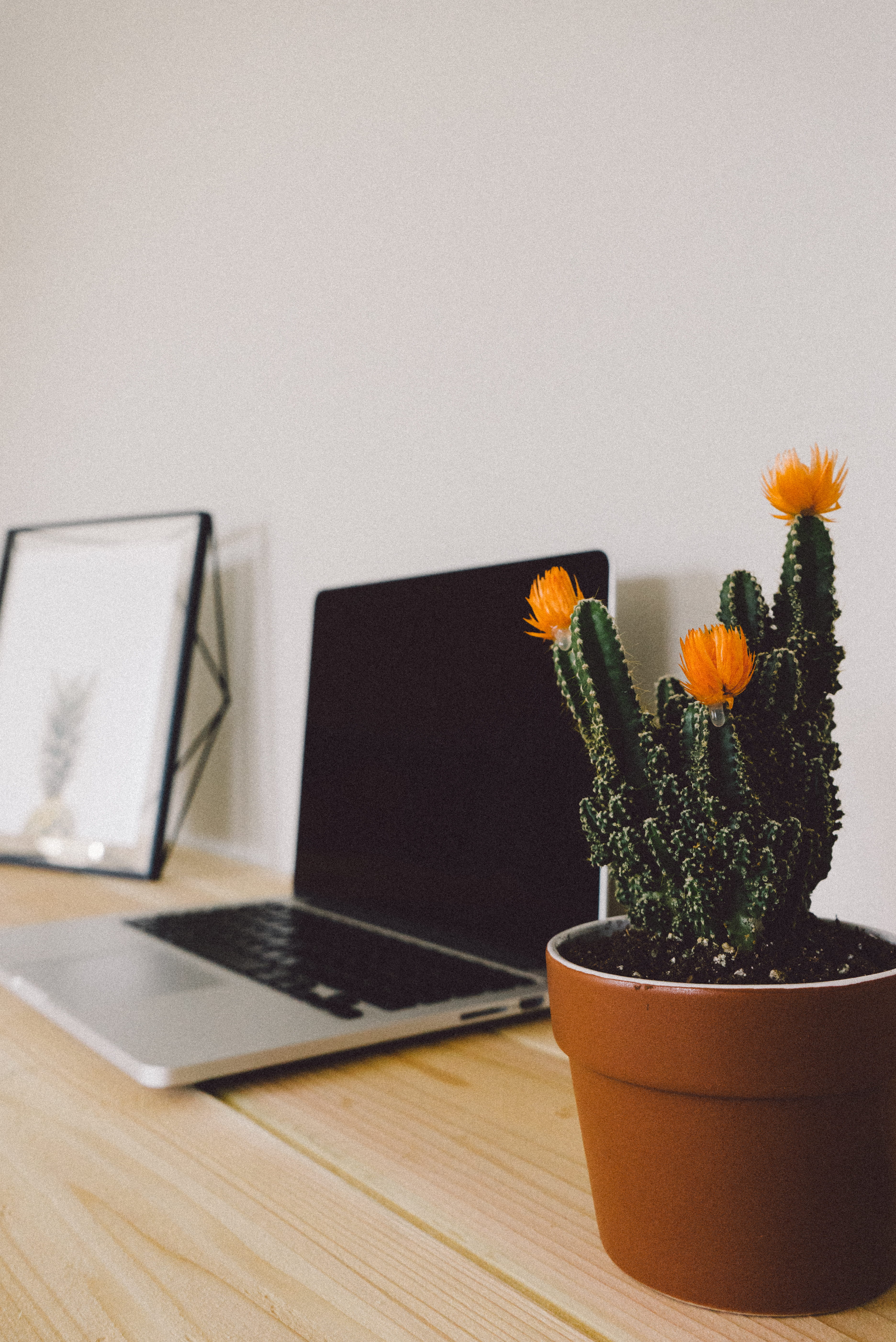 indoors, laptop, cacti, flower arrangement, plant, table, green, close-up, communication, macbook, technology, wireless technology, nature, beside, potted, Phone HD Wallpaper