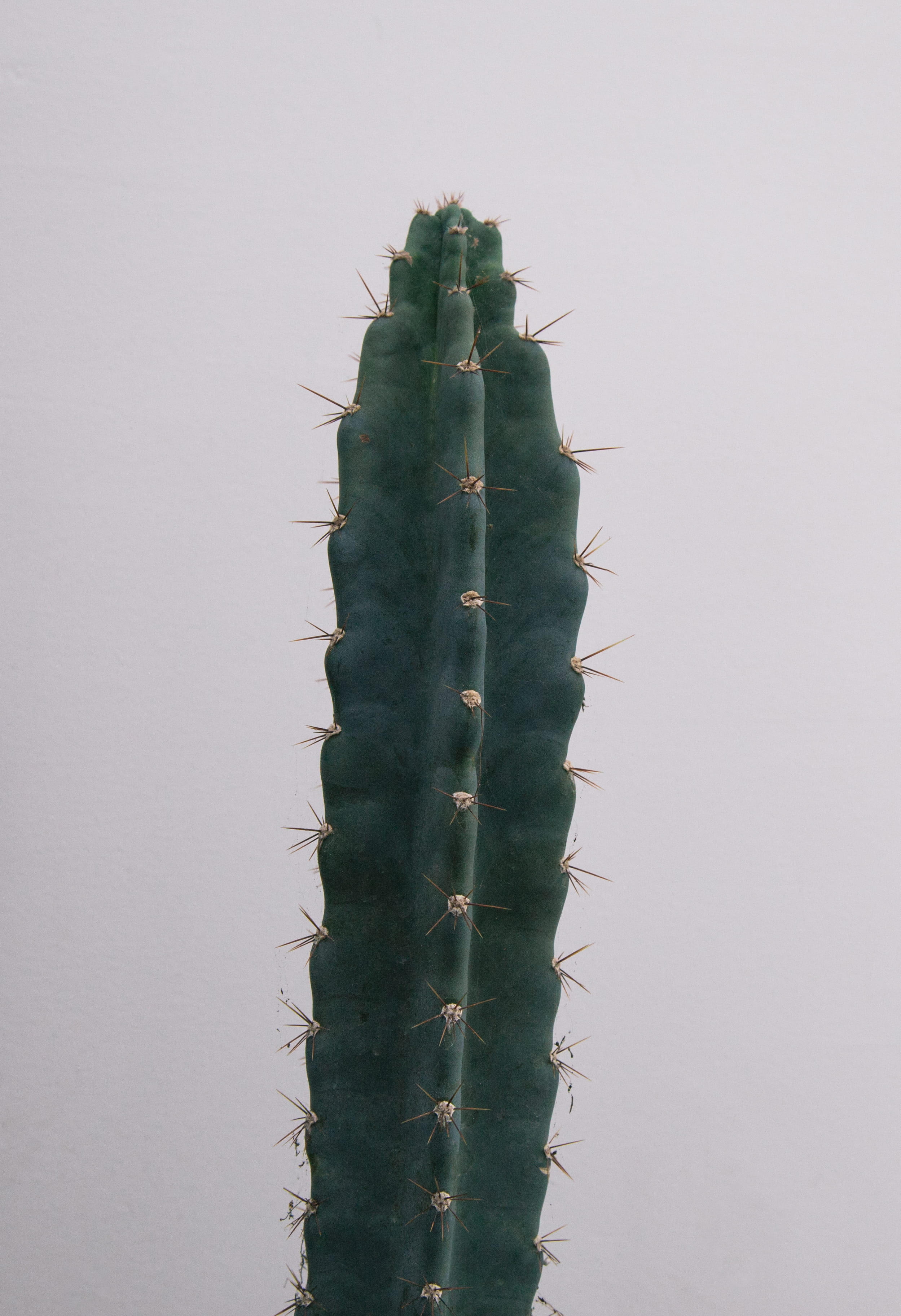 macro, succulent Plant, cactus, animal, green Color, green, wildlife, beside, wall, succulent, thorn, growth, interior design, insect, 2K, white, plant, Phone HD Wallpaper