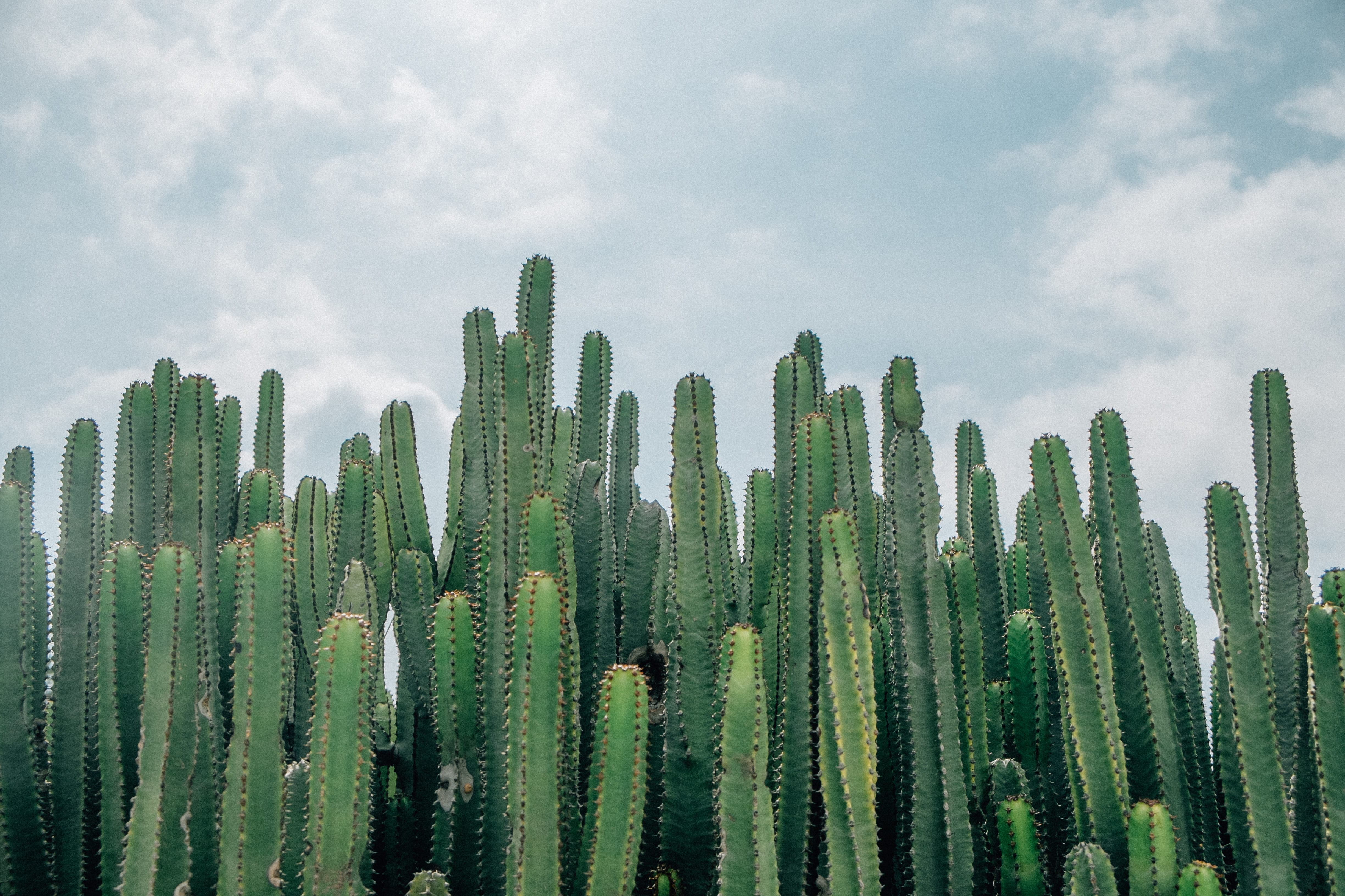 no people, succulent plant, green color, focus, nature, white, 4K, beauty in nature, land, growth, plant, cloud - sky, field, plants, cloud, landscape, HD Wallpaper