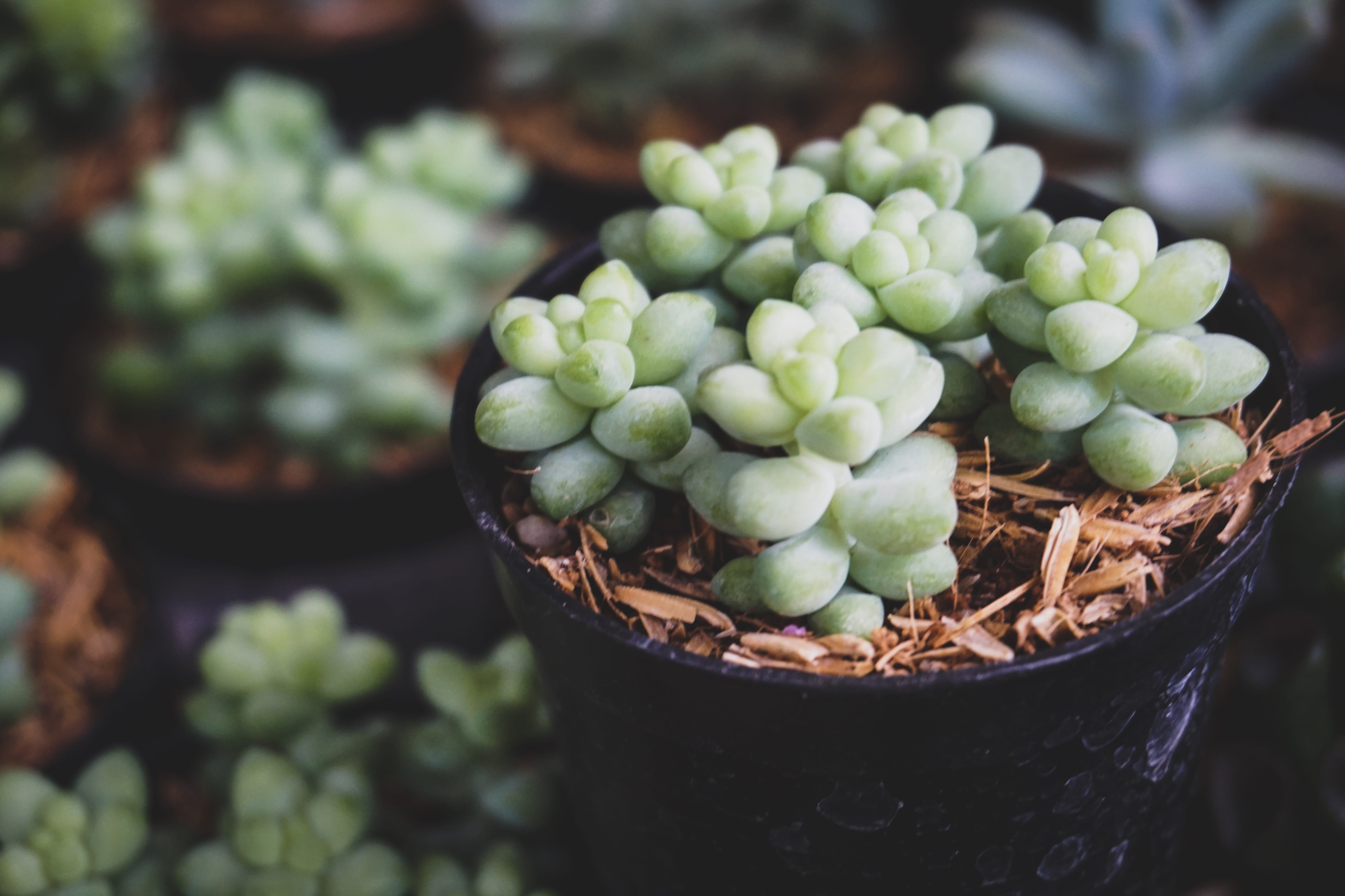 grow, day, selective focus, leaf, growth, pot, agriculture, green color, maturation, plant, flora, beauty in nature, fruit, 5K, food and drink, cactus, HD Wallpaper