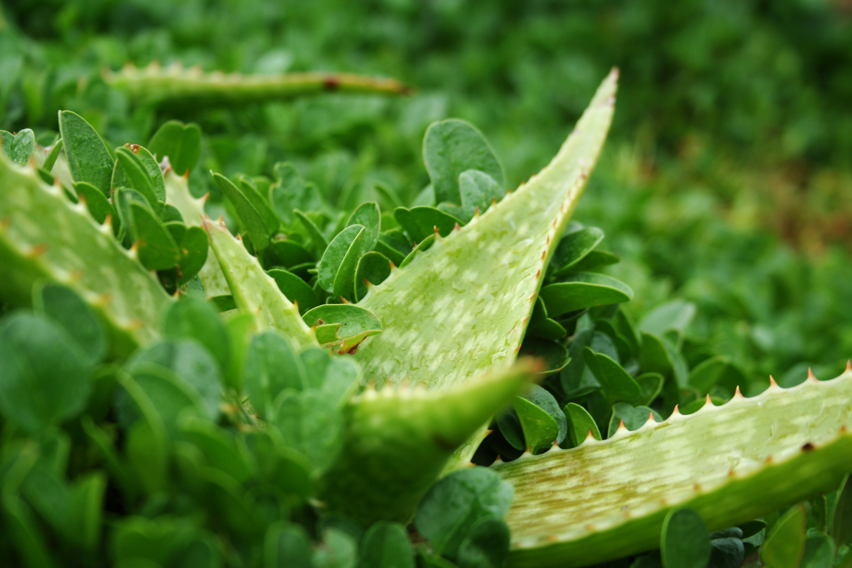 botany, plants, selective focus, herb, outdoors, garden, land, environment, succulent, close-up, botanical, spike, vegetable, field, groundcover, food and drink, HD Wallpaper