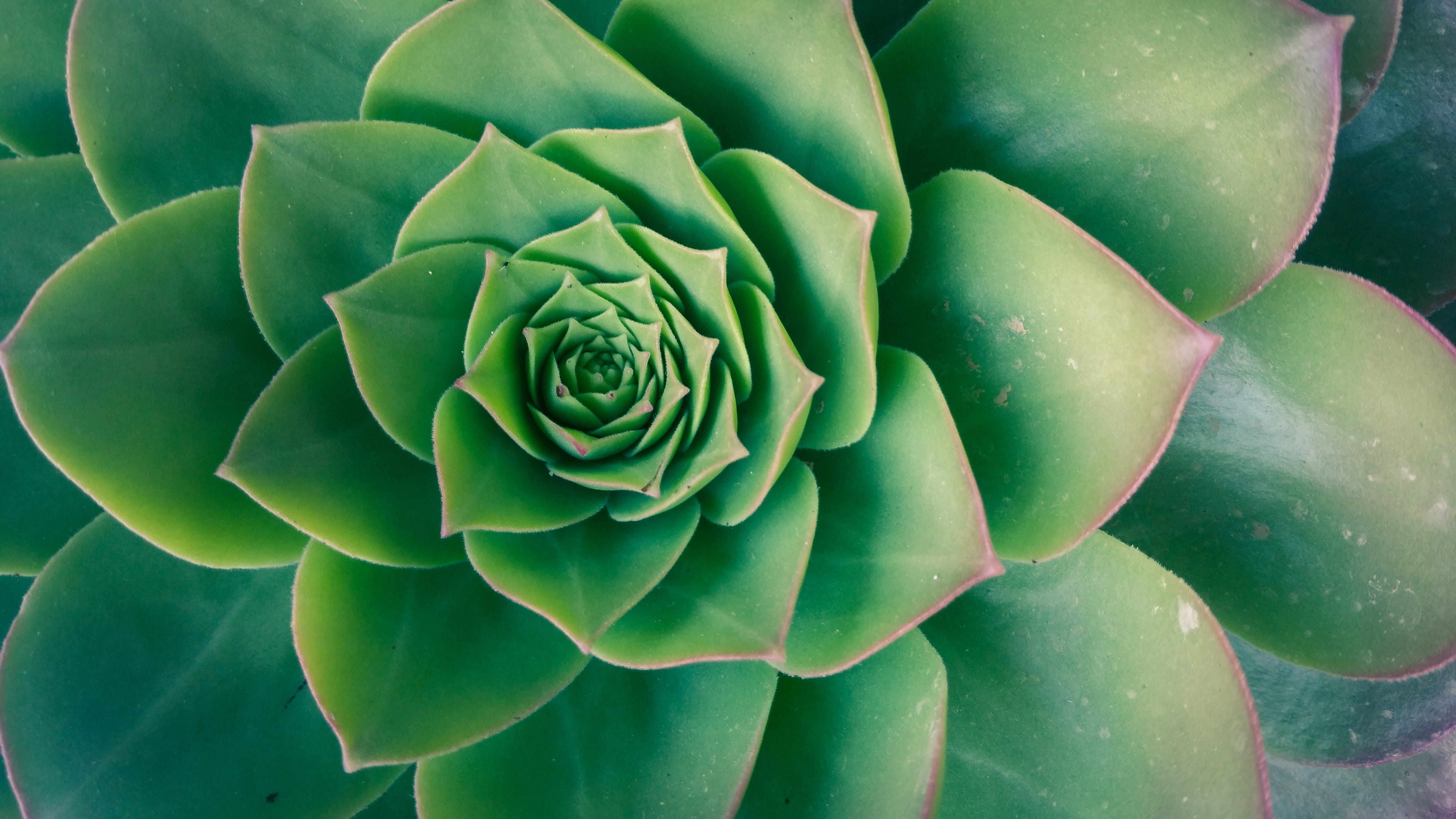 prosperous, botany, growing, leaf, succulent, full frame, abstract, plants, freshness, macro, plant, 5K, outdoors, nature, sempervivum, no people, garden, HD Wallpaper
