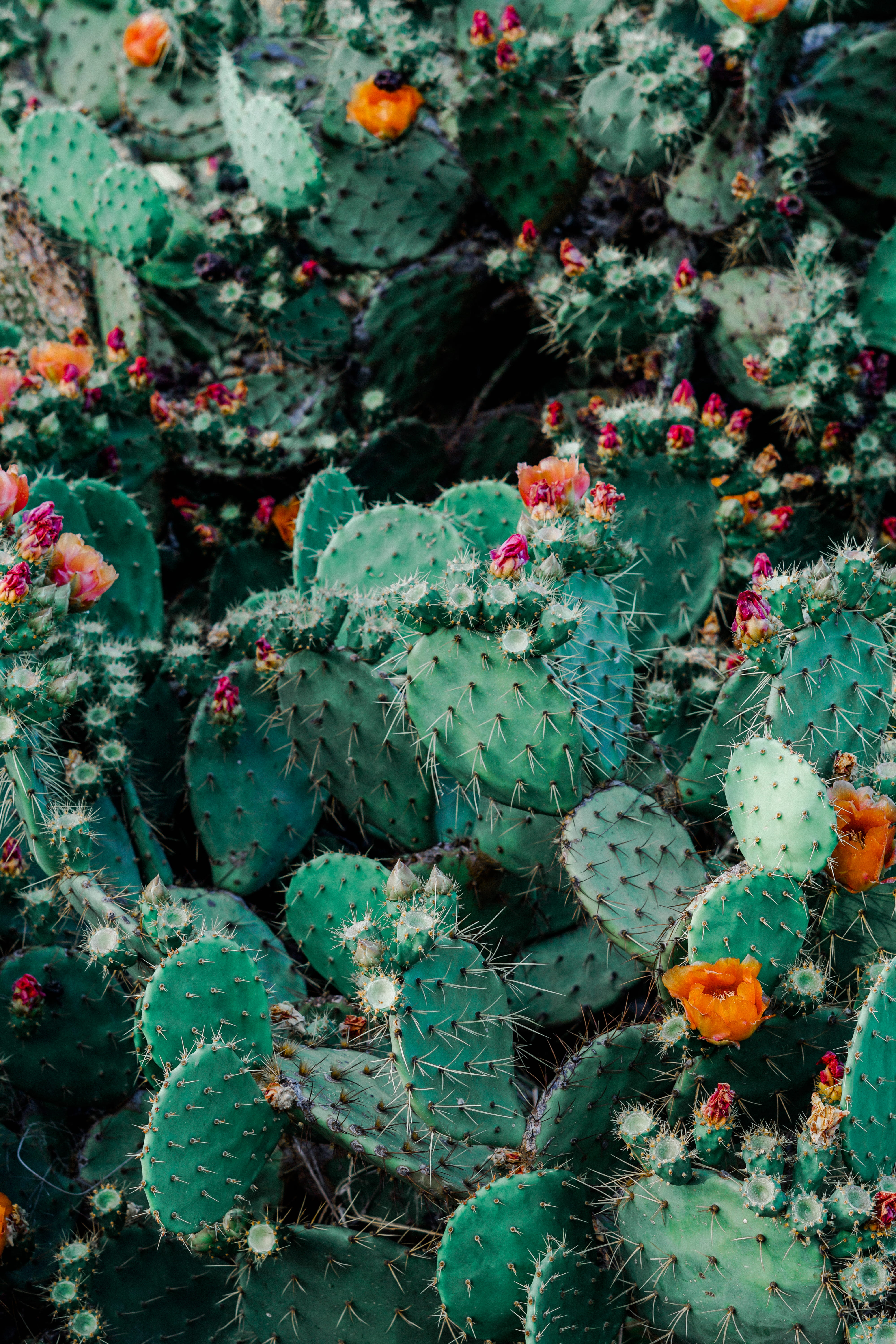 high angle view, no people, succulent, green, green color, plants, photo, flowers, spiked, backgrounds, flowering plant, plant, day, prickly, growth, succulent plant, Phone HD Wallpaper