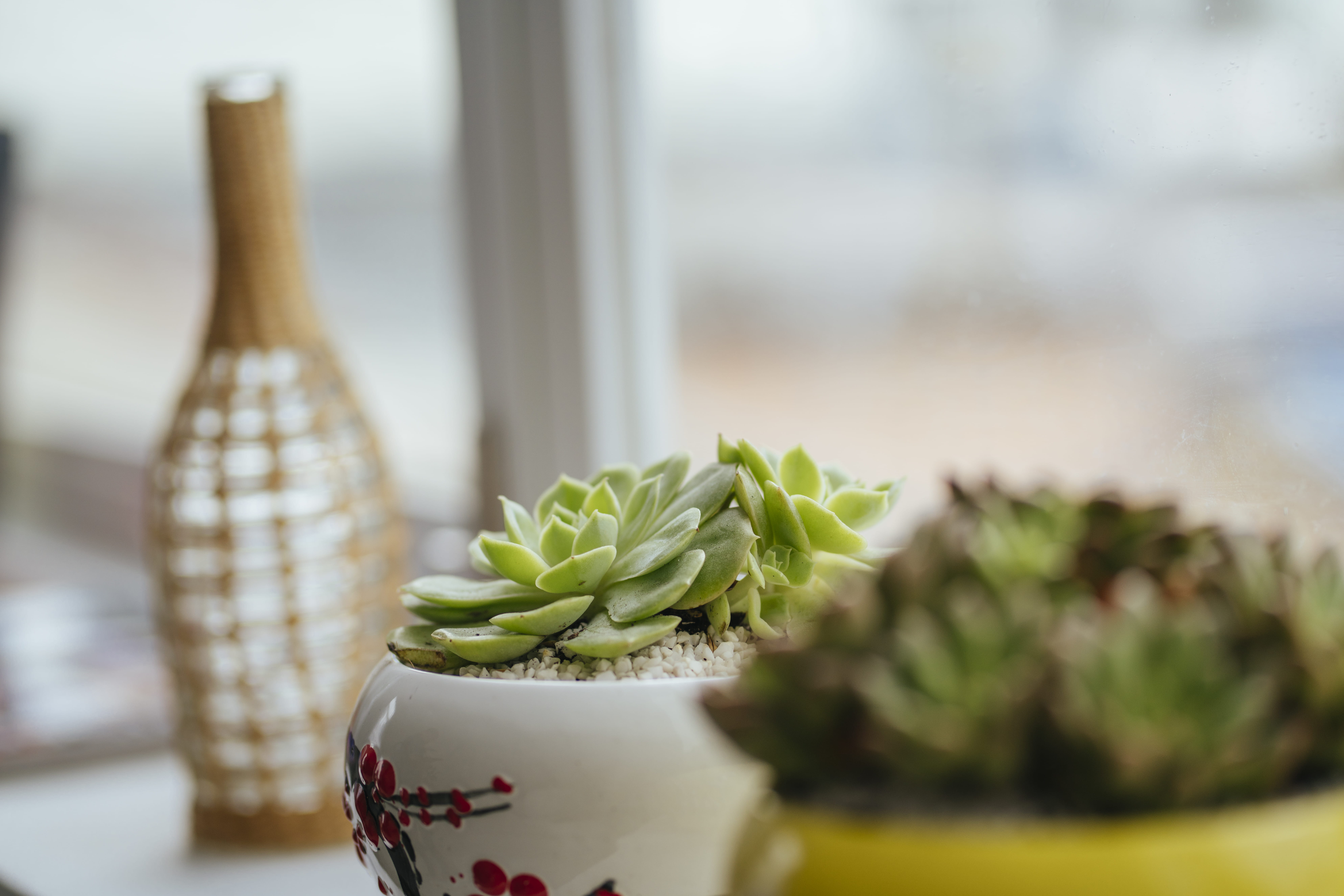 focus, container, nature, interior design, selective focus, decor, focus on foreground, green color, produce, vegetable, window, tree, broccoli, freshness, HD Wallpaper