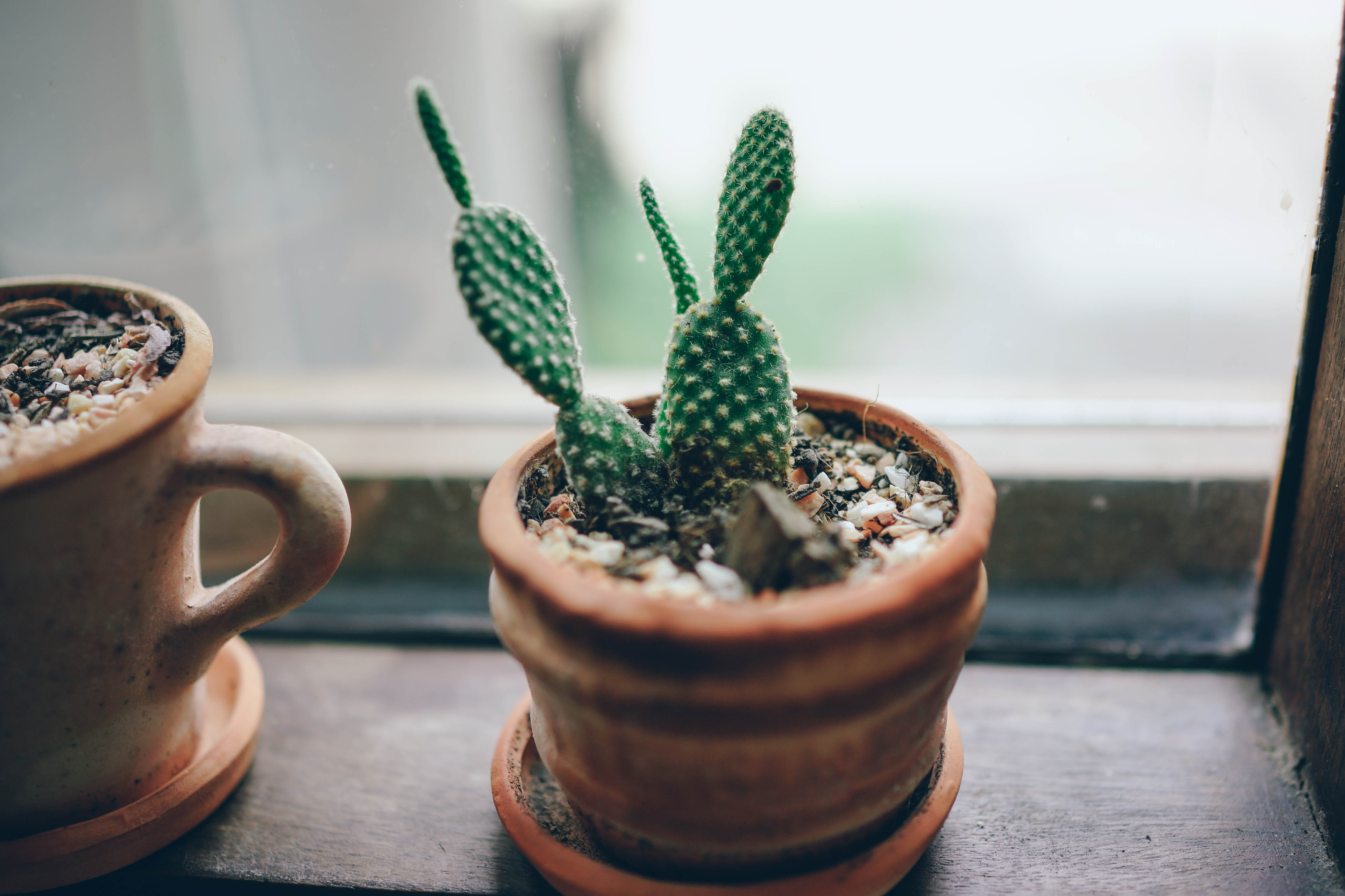 weather, wood - material, succulent plant, green, close-up, freshness, flower pot, nature, cactu, mini, window, focus on foreground, food, table, brown, HD Wallpaper