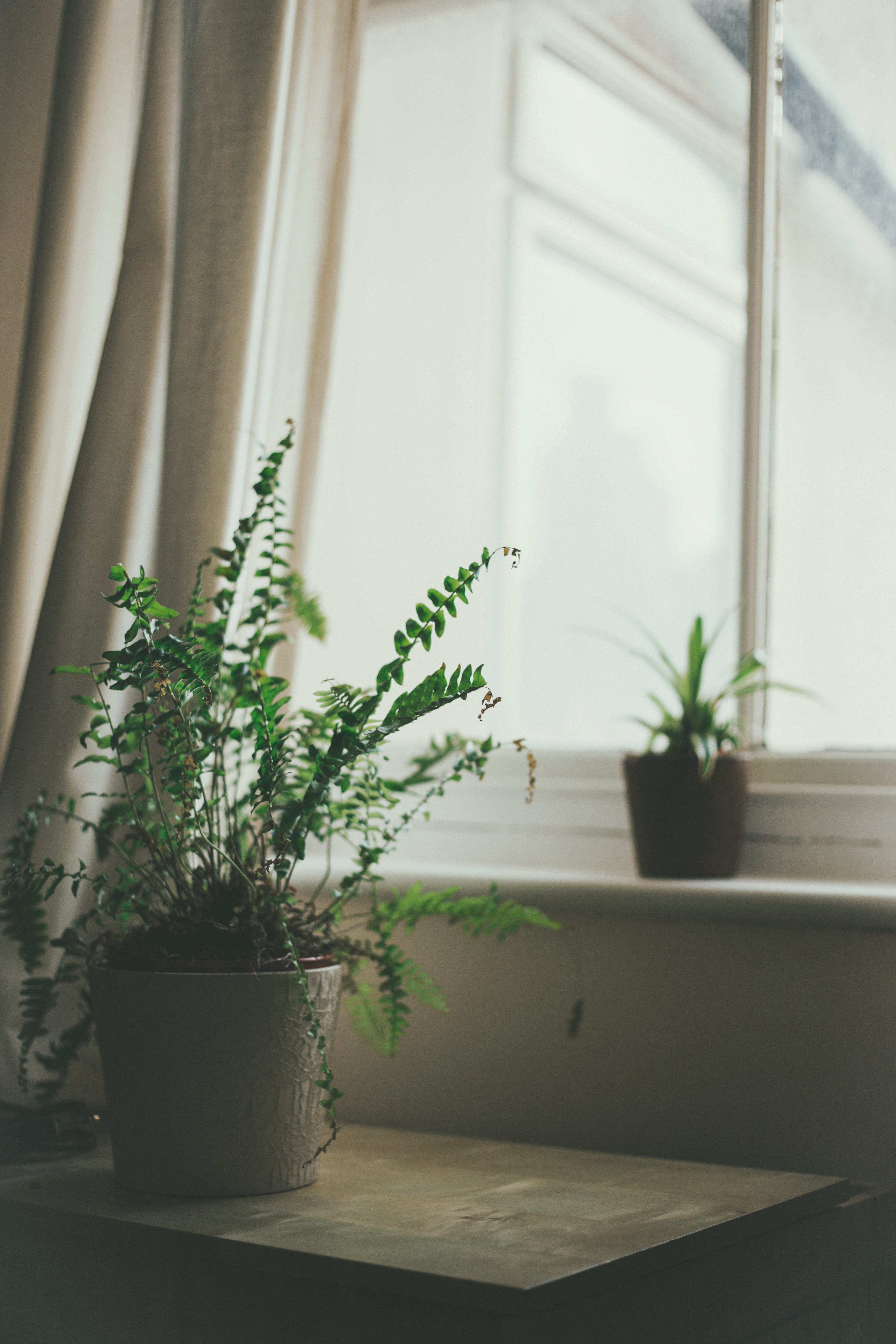 growth, fern, side, light, pot, plant part, indoors, leafed, plant pot, glass - material, nature, close, love, potted plant, table, window sill, close-up, Phone HD Wallpaper