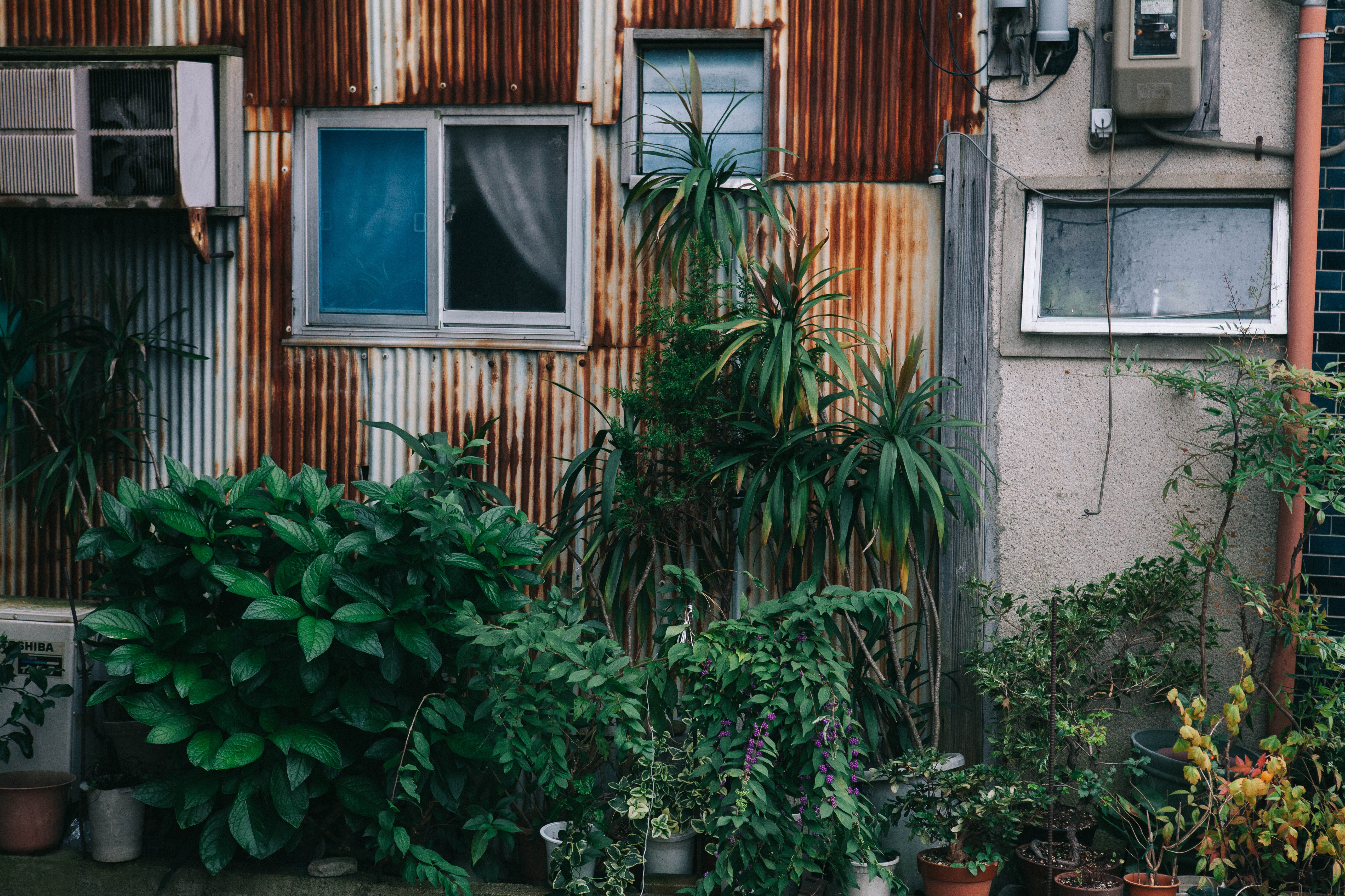 beauty in nature, brick, building, green, front or back yard, day, architecture, no people, multi colored, plant, yard, window, building exterior, vase, HD Wallpaper