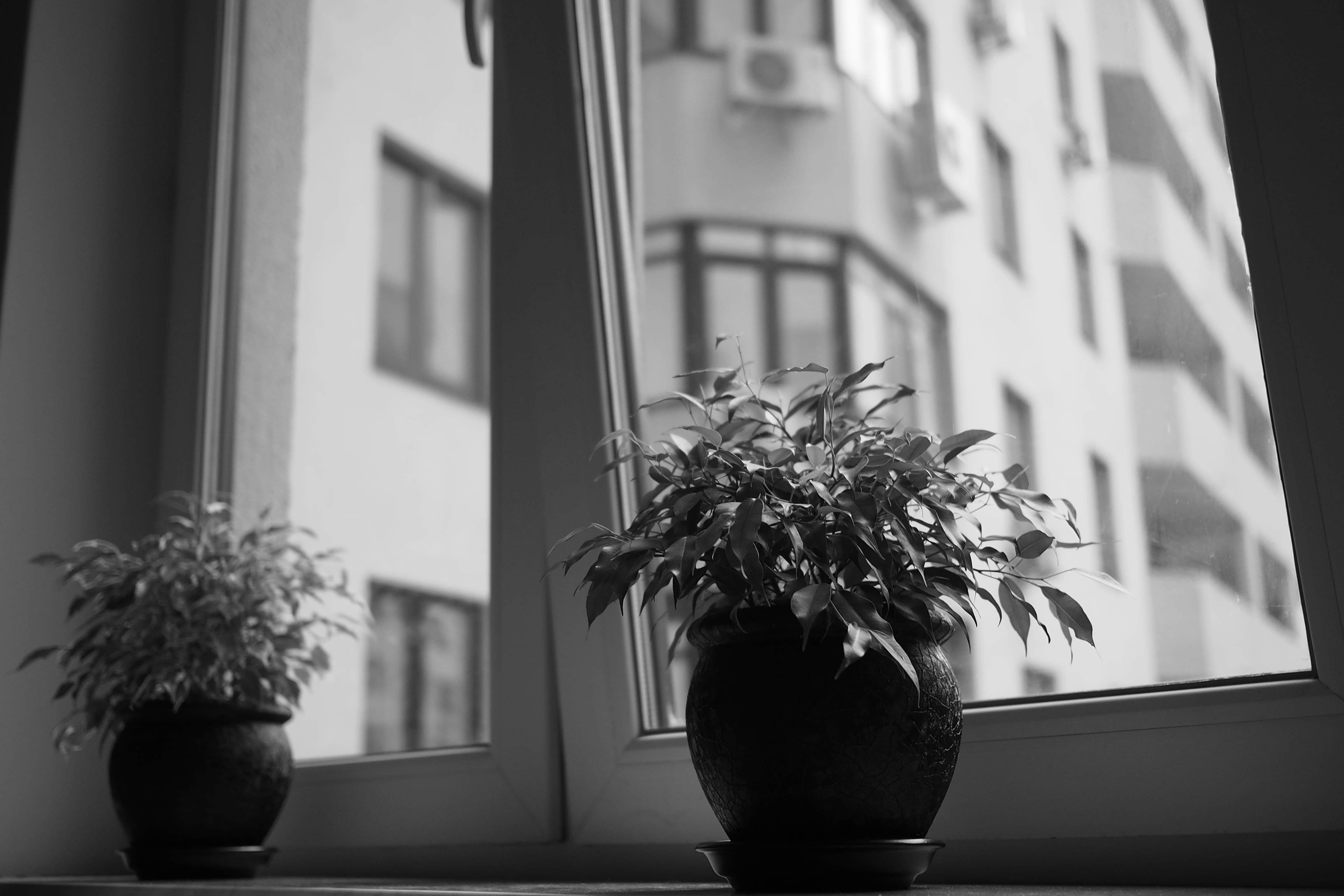 pot, home, decor, jar, 4K, bonsai, focus on foreground, waringin, no people, building, grayscale, two, invertebrate, home interior, transparent, nature, HD Wallpaper
