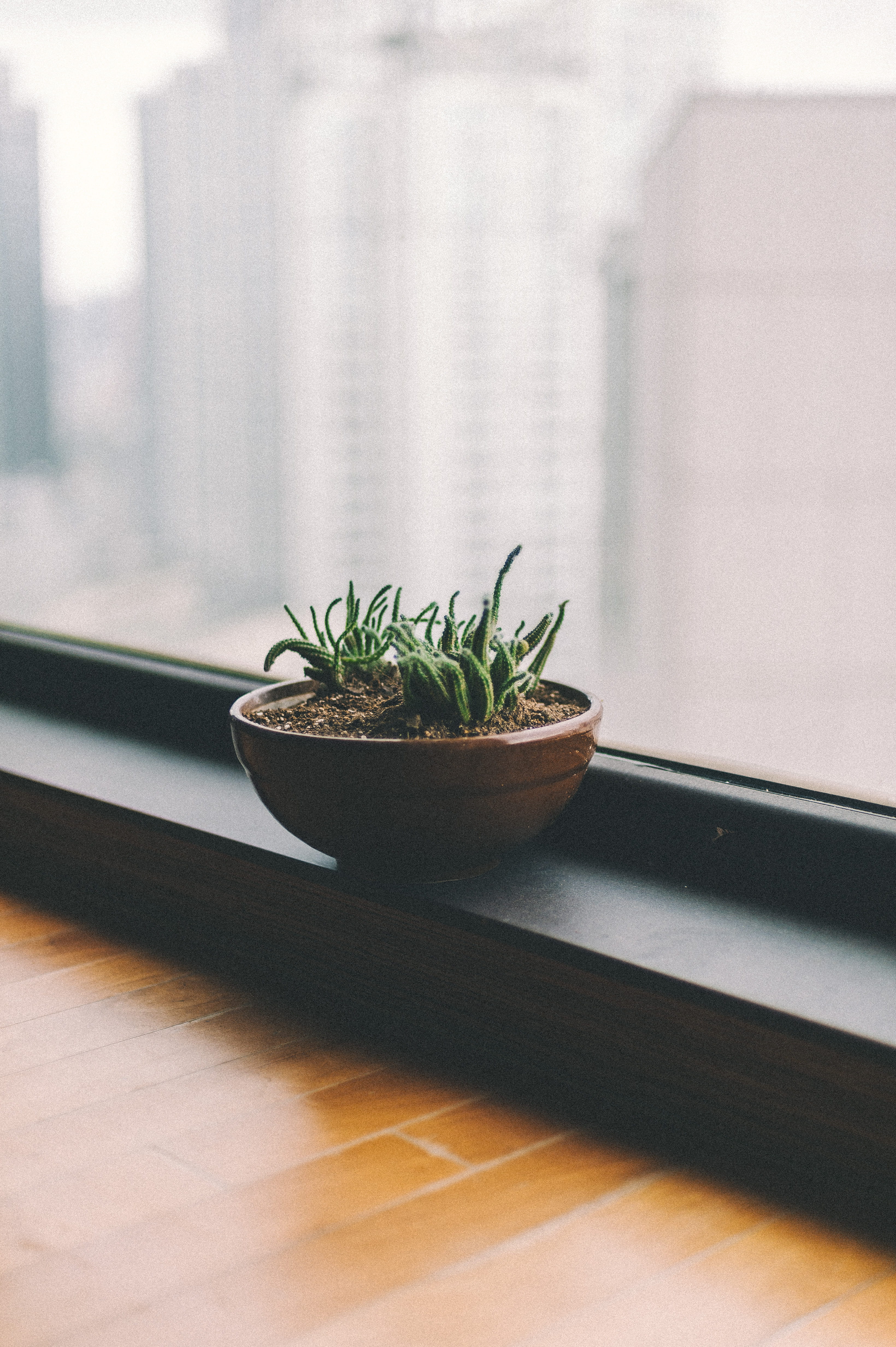 building, aloe, vase, wooden, cacti, green color, wood - material, 4K, succulent, still life, pot, herb, no people, close-up, looking out, succulent plant, Phone HD Wallpaper