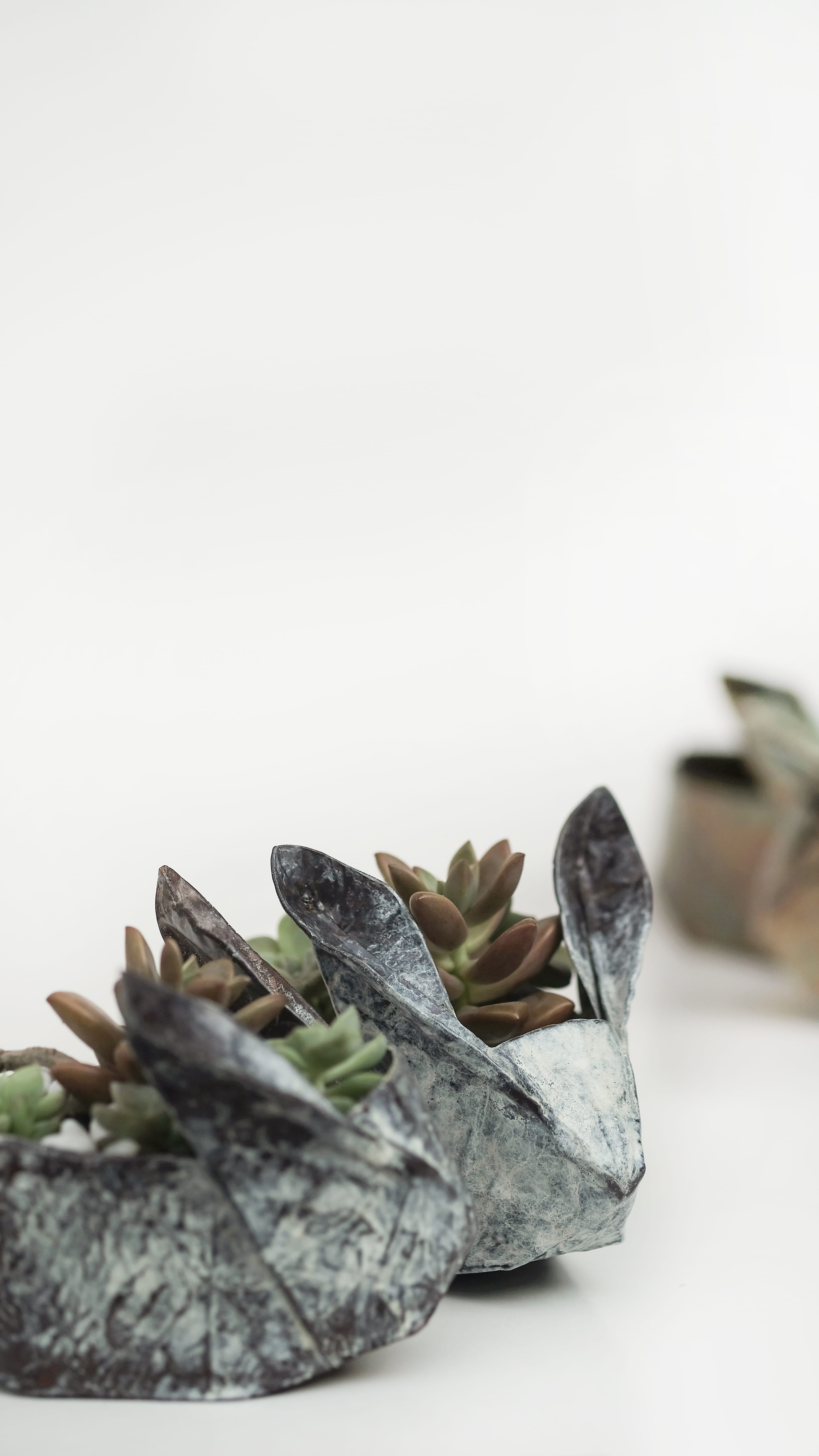 creative, food, plants, focus, copper, oriental, interior design, 5K, backgrounds, organic, sculpture, cactus, photography, texture, succulent, close-up, Phone HD Wallpaper