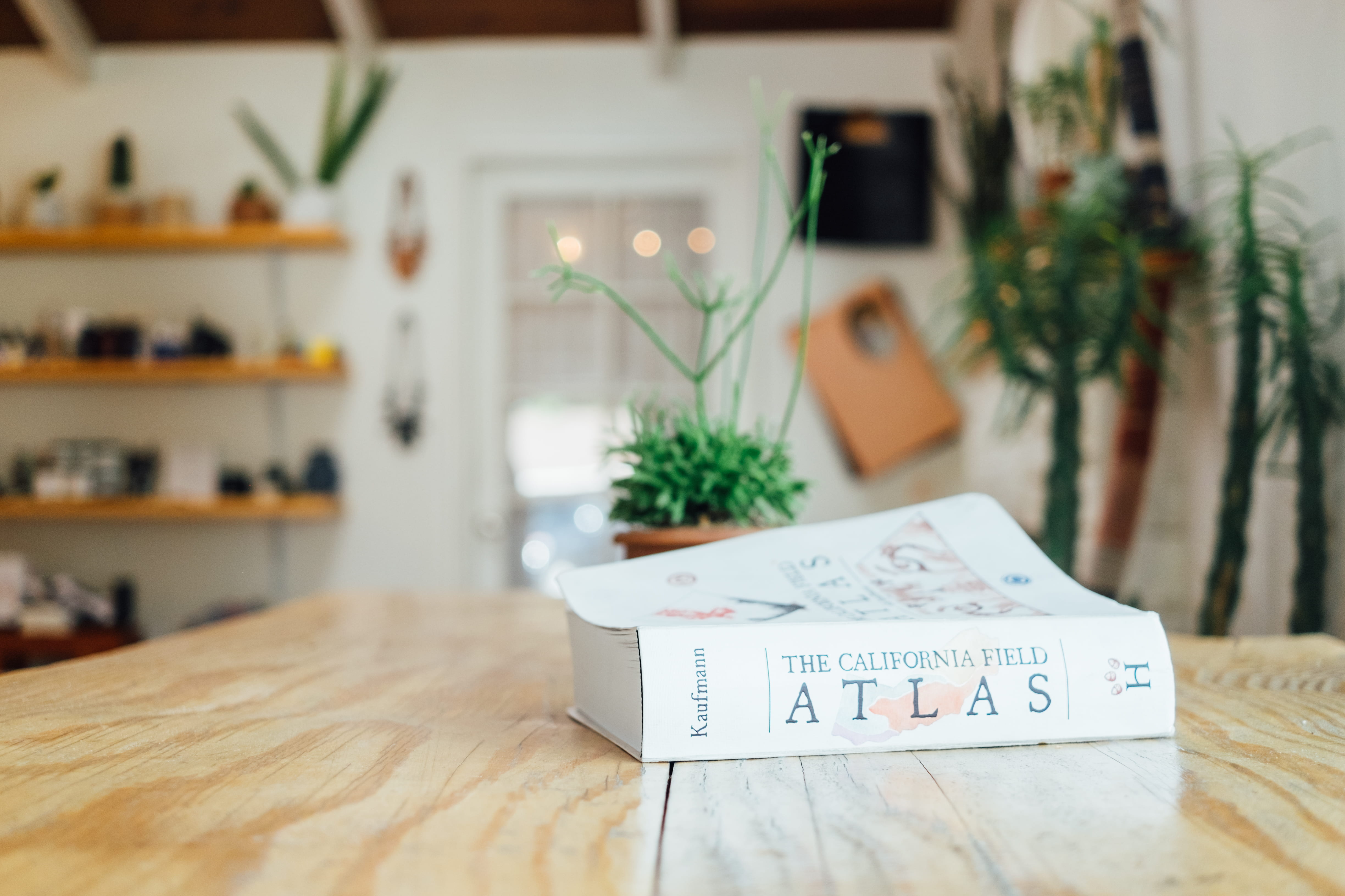 4K, calm, domestic room, restaurant, wood grain, indoors, selective focus, focus on foreground, communication, western script, succulent, californium, HD Wallpaper