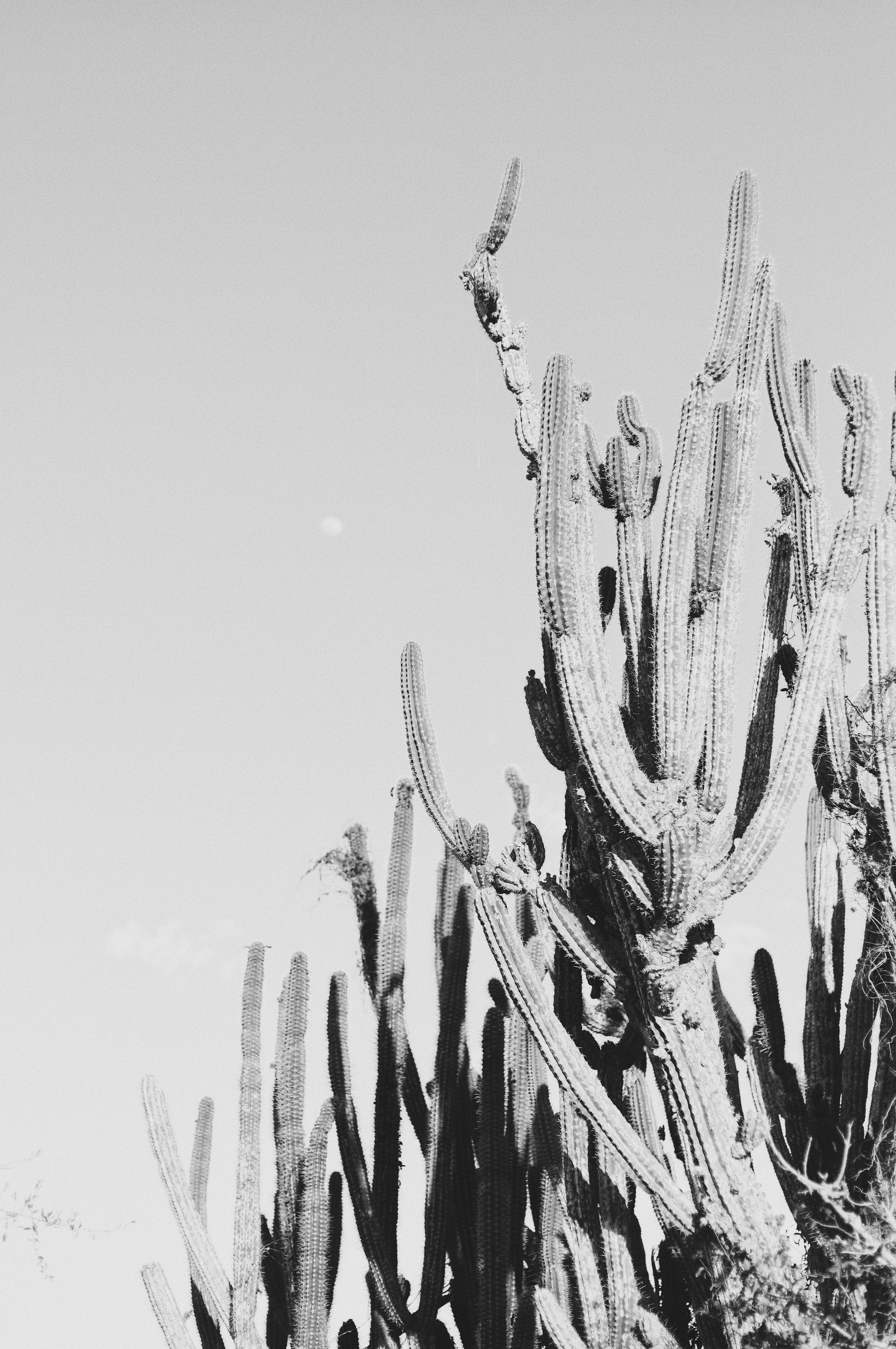 cactus, snow, creativity, art and craft, blossom, bud, succulent plant, nature, low angle view, sprout, animal, grain, growth, decoration, sunlight, no people, Phone HD Wallpaper