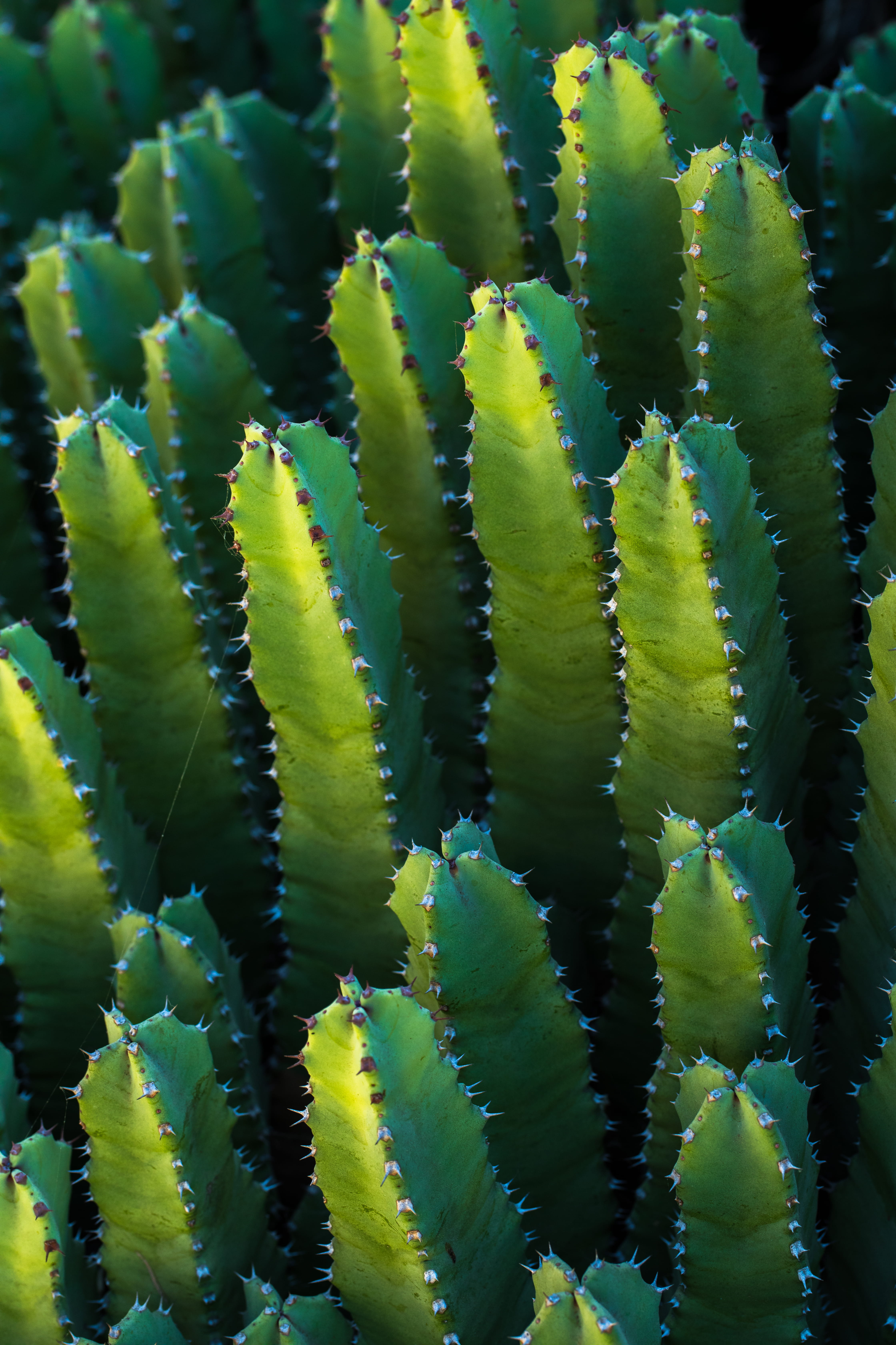 botany, nature, environment, outdoors, dark, close-up, no People, organic, wildlife, freshness, photo, aloe, 5K, succulent Plant, field, cacti, light, Phone HD Wallpaper