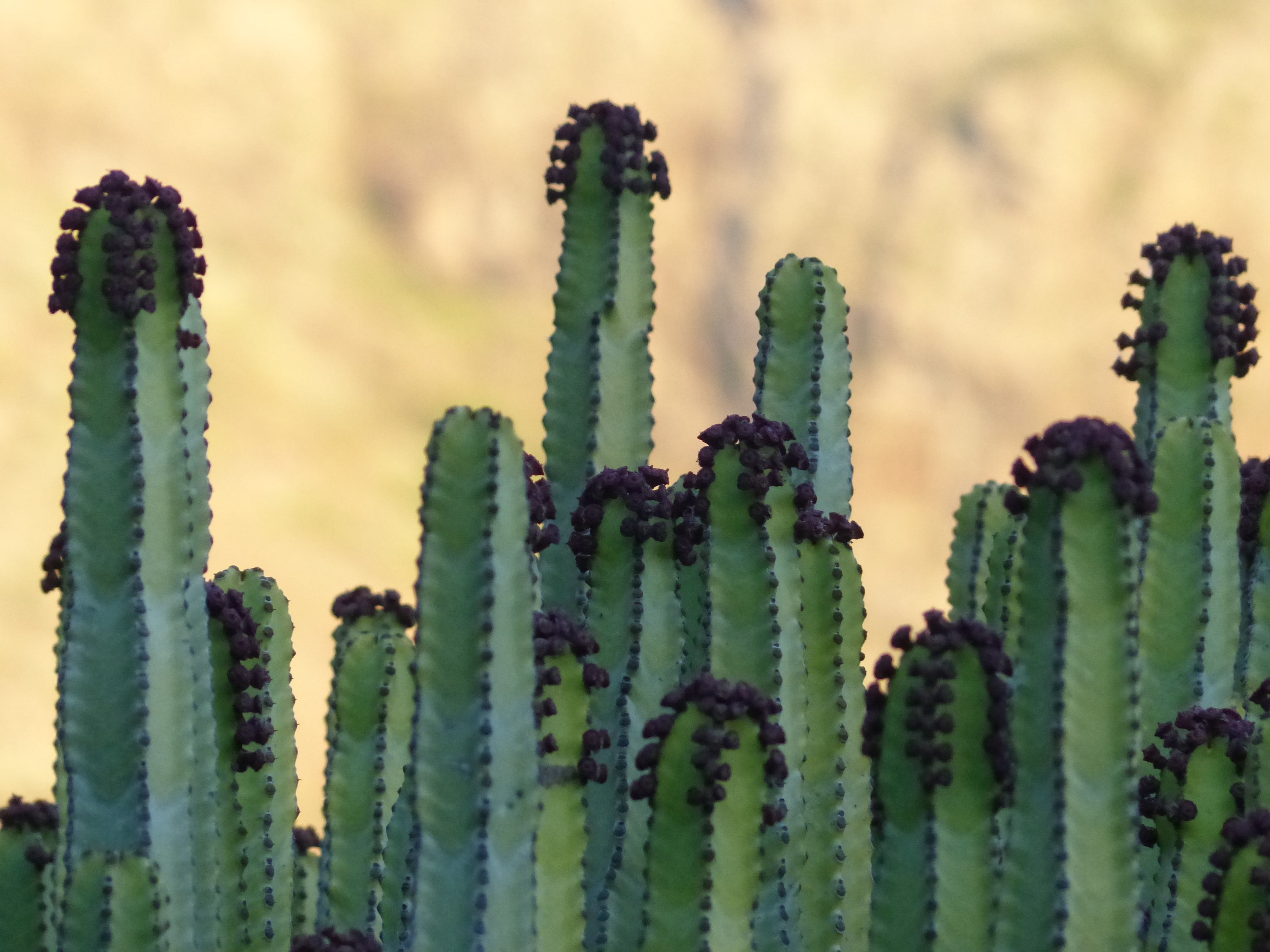 focus, succulent Plant, euphorbia canariensis, nature, close-up, plant, green color, climate, euphorbiaceae, sunlight, beauty in nature, euphorbia, outdoors, HD Wallpaper