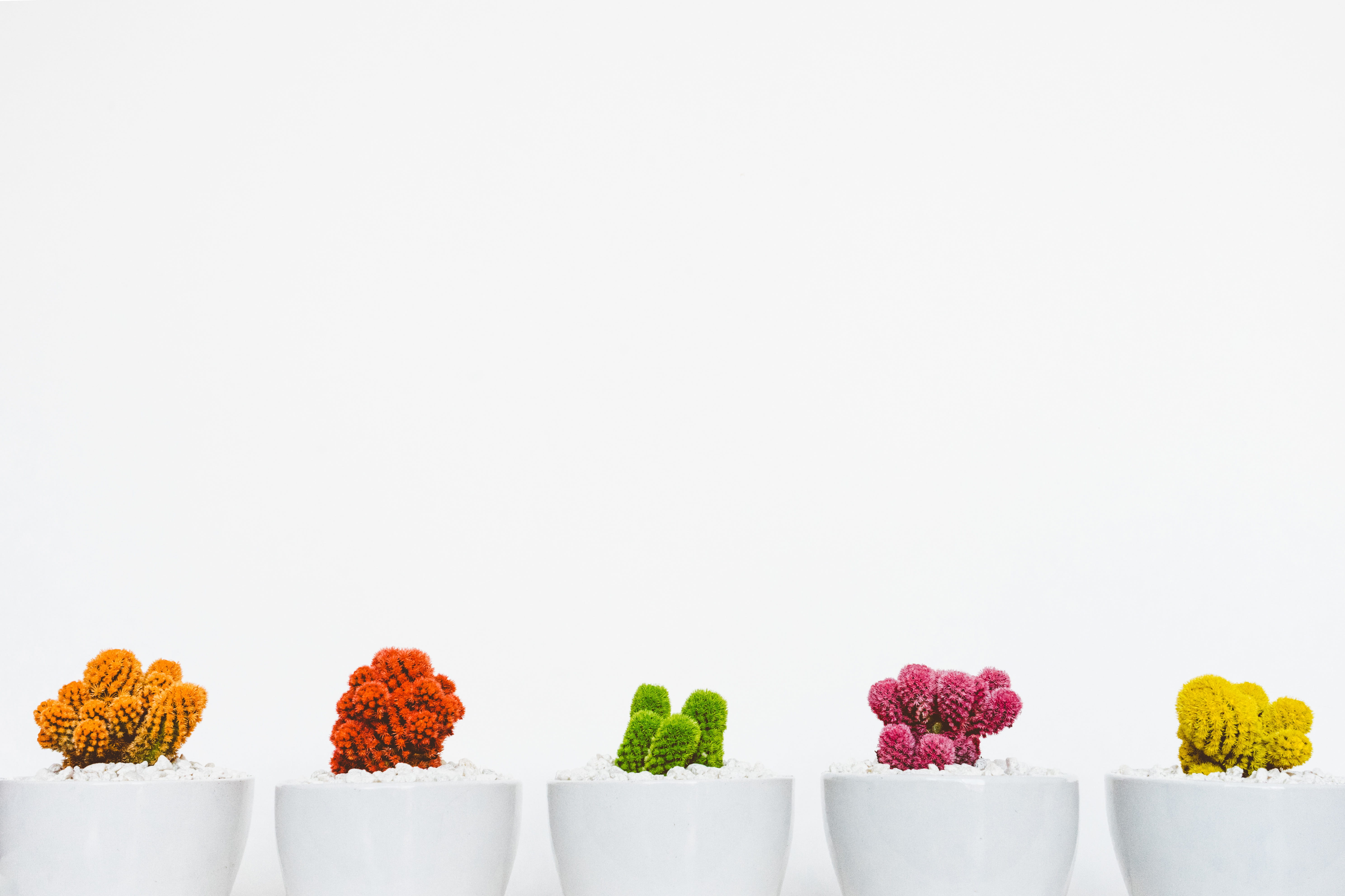 artistic, bunch of flowers, botanical, cacti, plants, beauty in nature, flora, indoors, bonsai, summer, flowering plant, design, red, wood, choice, food, HD Wallpaper
