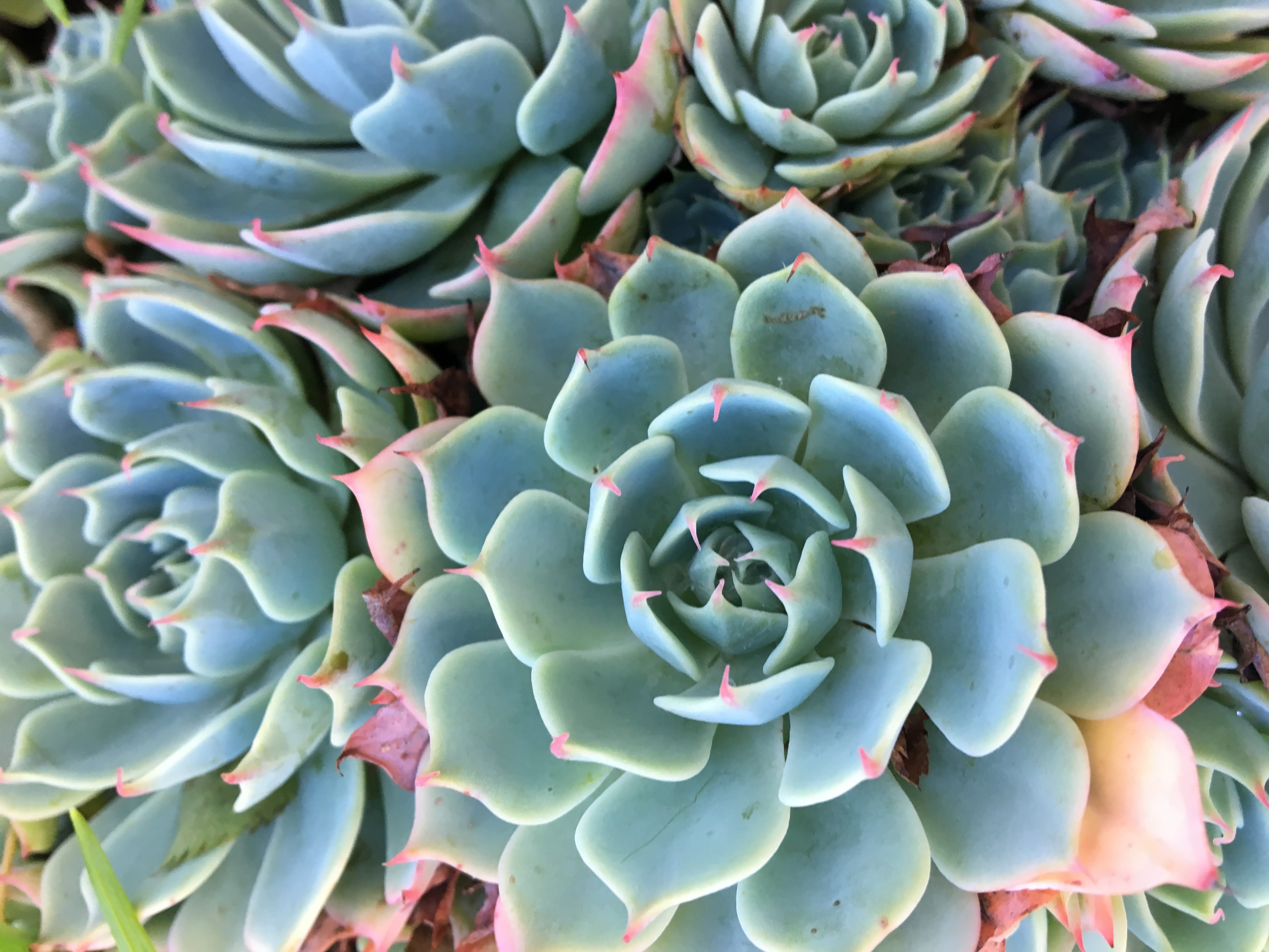 no people, blue, beauty in nature, saint martin, abundance, succulent, cactus, succulent plant, green color, 4K, pink, nature, natural pattern, outdoors, HD Wallpaper