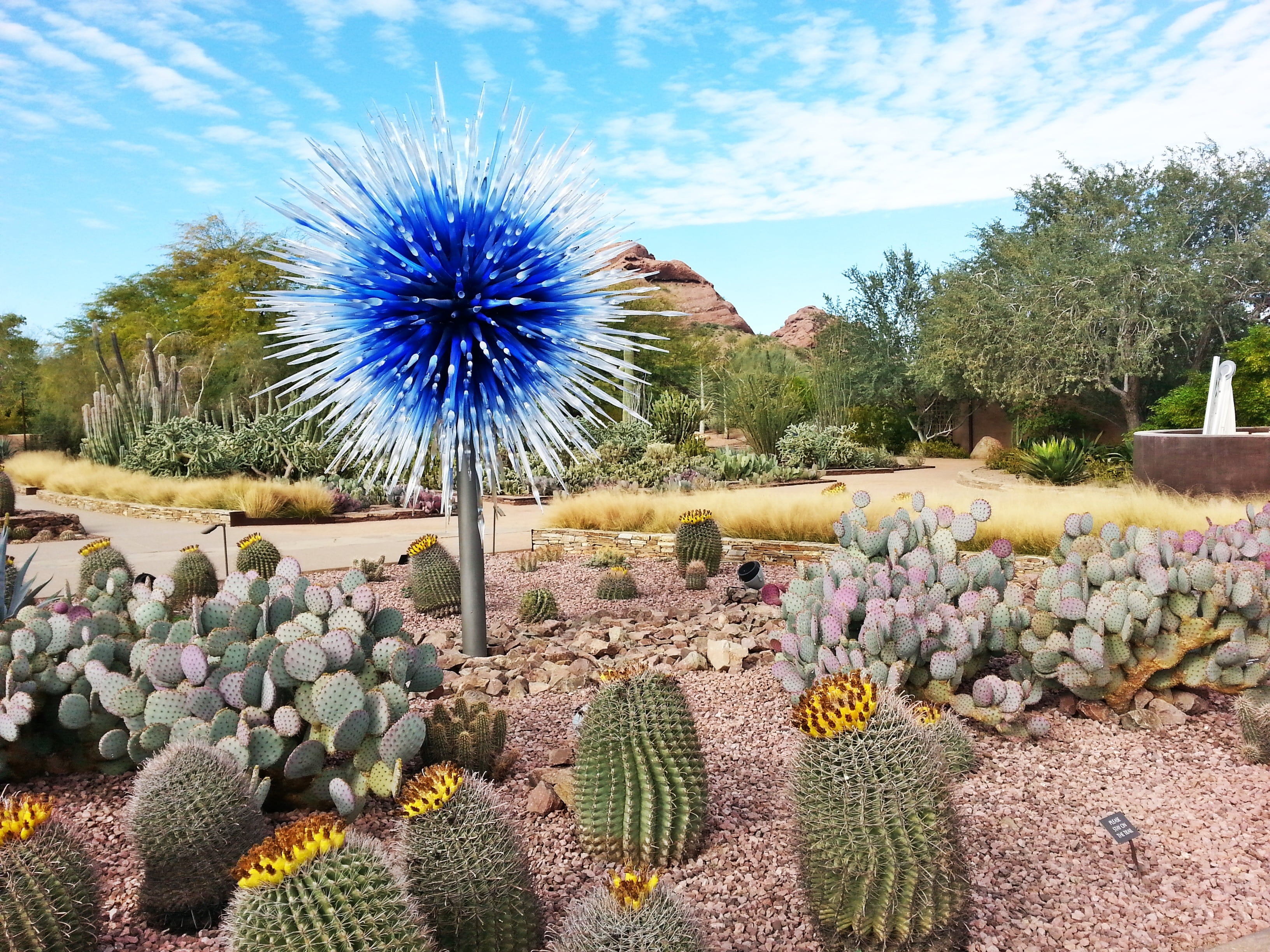 plant, flower head, chihuly exhibit, cacti, vulnerability, 2K, no people, day, cactus, cloud - sky, beauty in nature, succulent plant, dry, gardens, freshness, HD Wallpaper