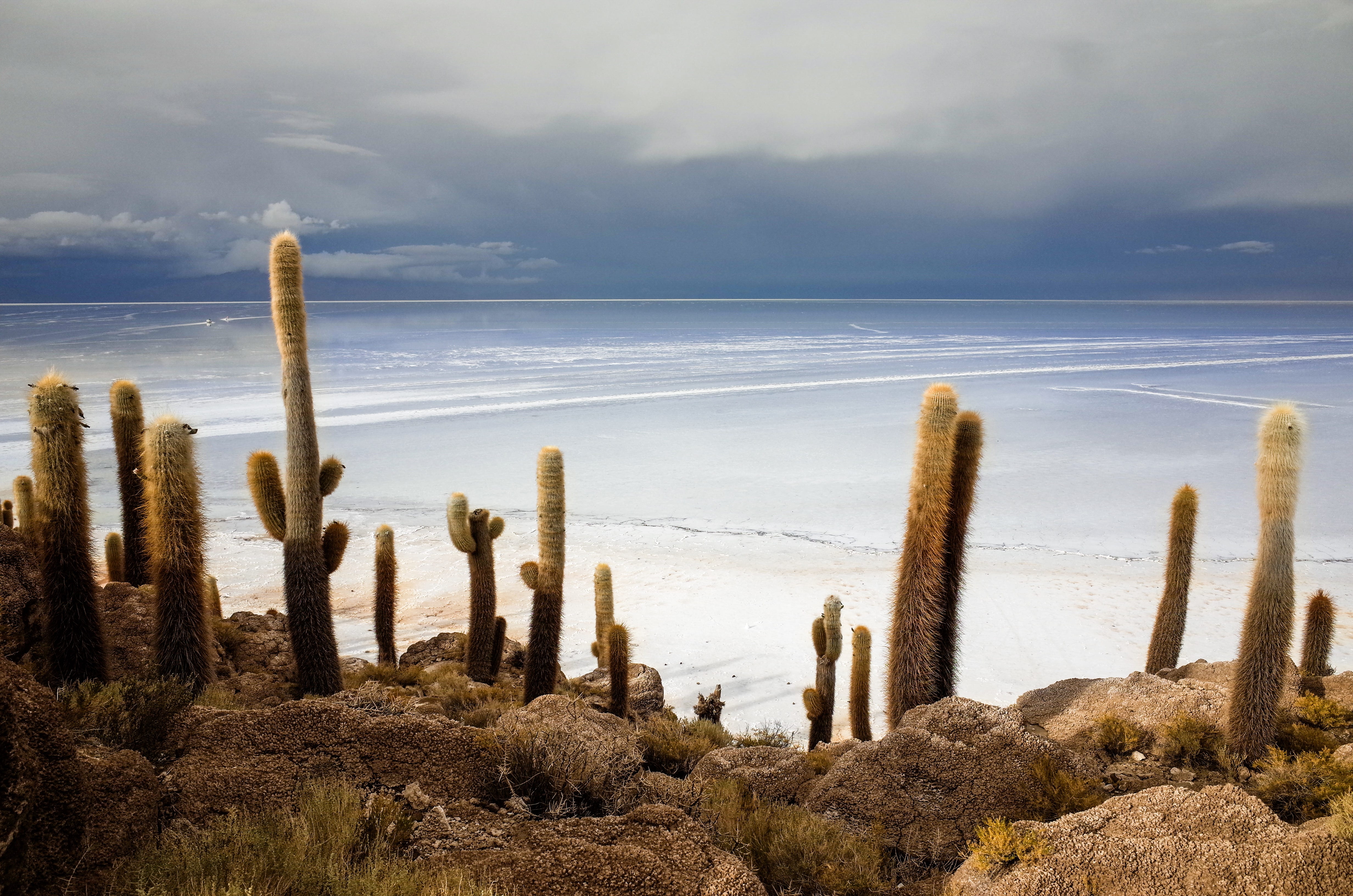 water, succulent plant, no people, day, tranquility, non-urban scene, outdoors, semi-arid, land, salt flat, horizon over water, mountain, sea, cacti, beauty in nature, HD Wallpaper