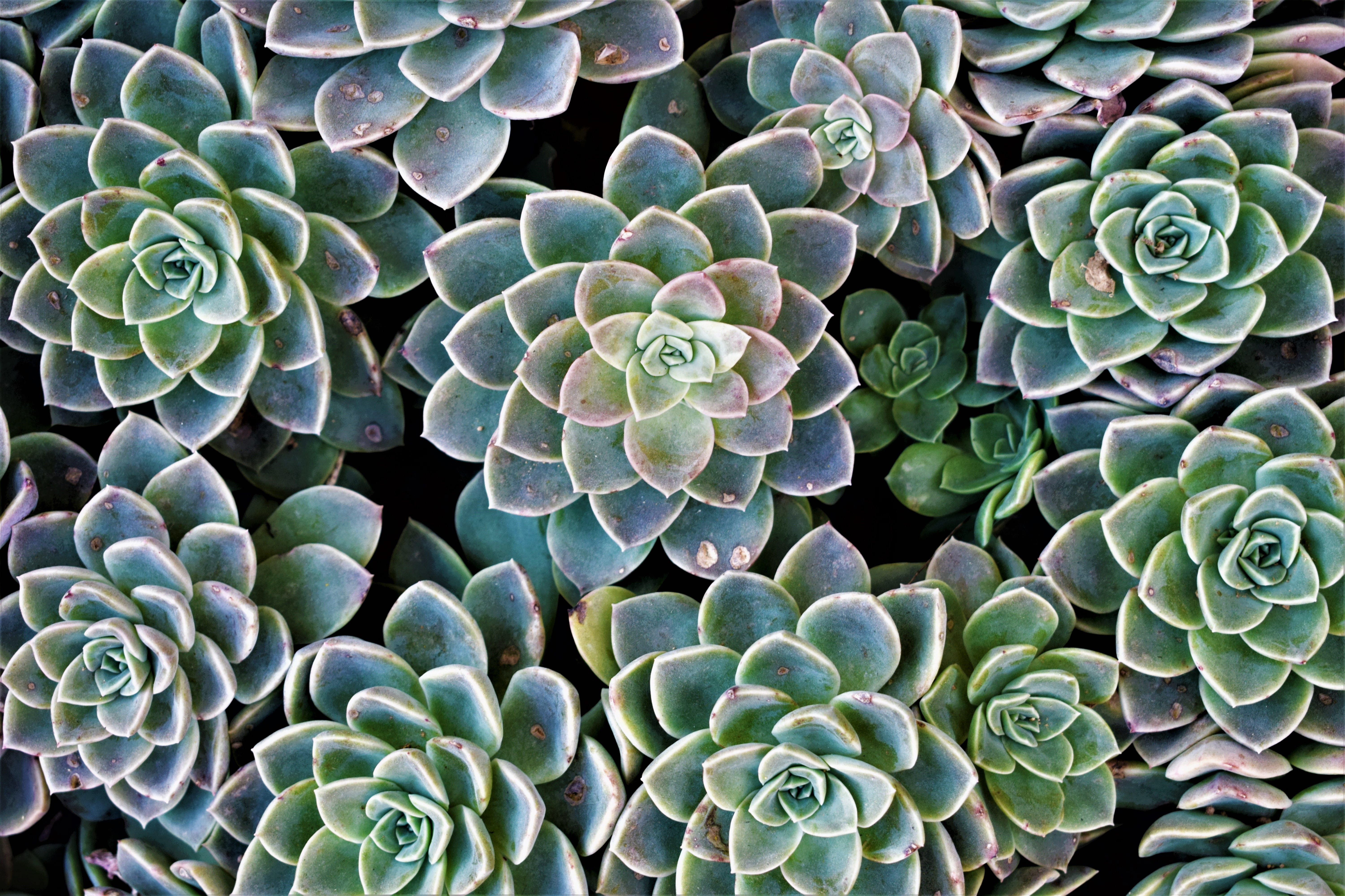 growth, natural pattern, leaf, full frame, growing, succulent, lanseria, animal wildlife, pattern, succulent plant, biology, nature, plant part, HD Wallpaper