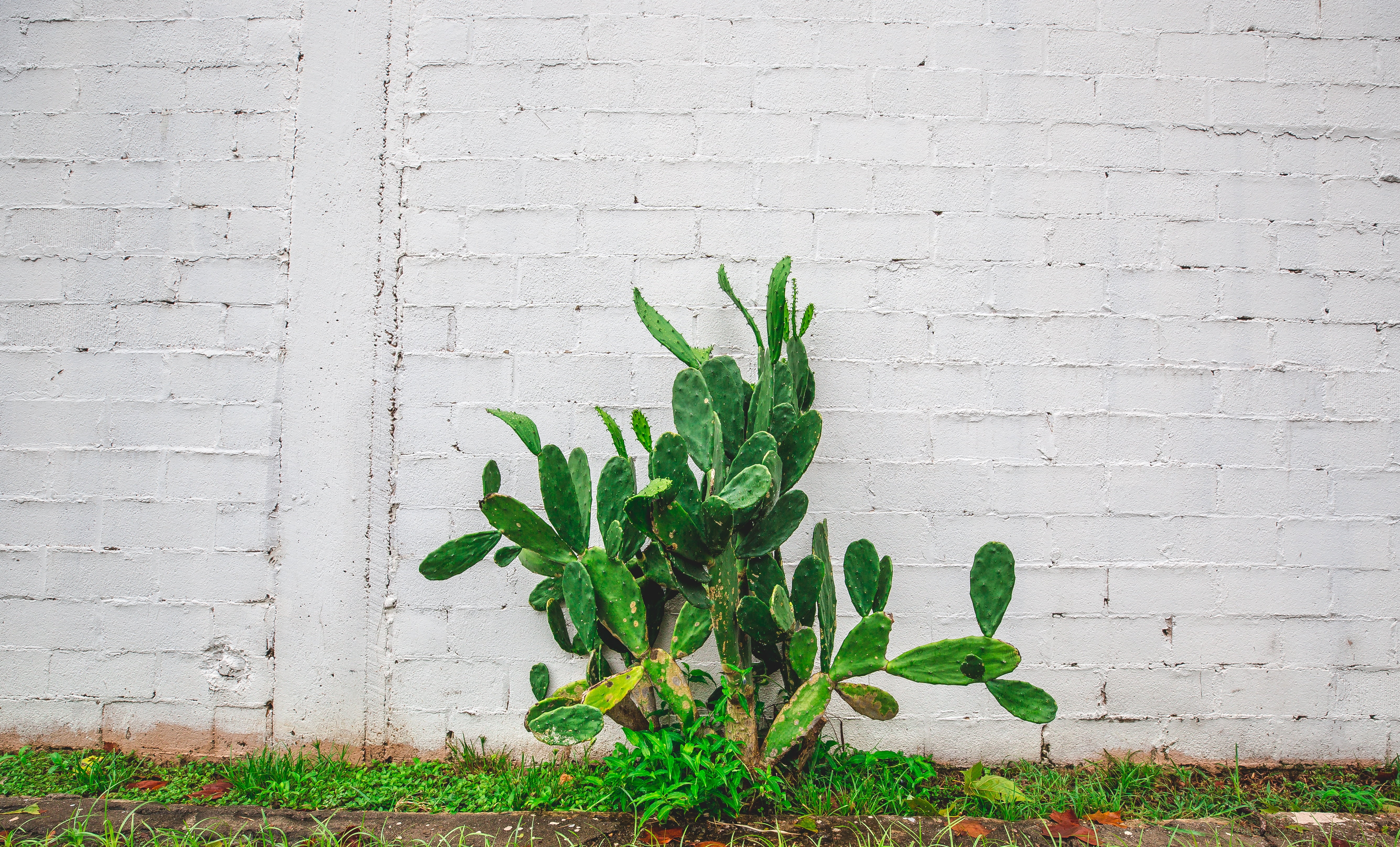 leaf, wall, textured, plant part, rough, backgrounds, nature, plant, wood - Material, growth, old, close-up, 5K, flower, building Exterior, built structure, HD Wallpaper