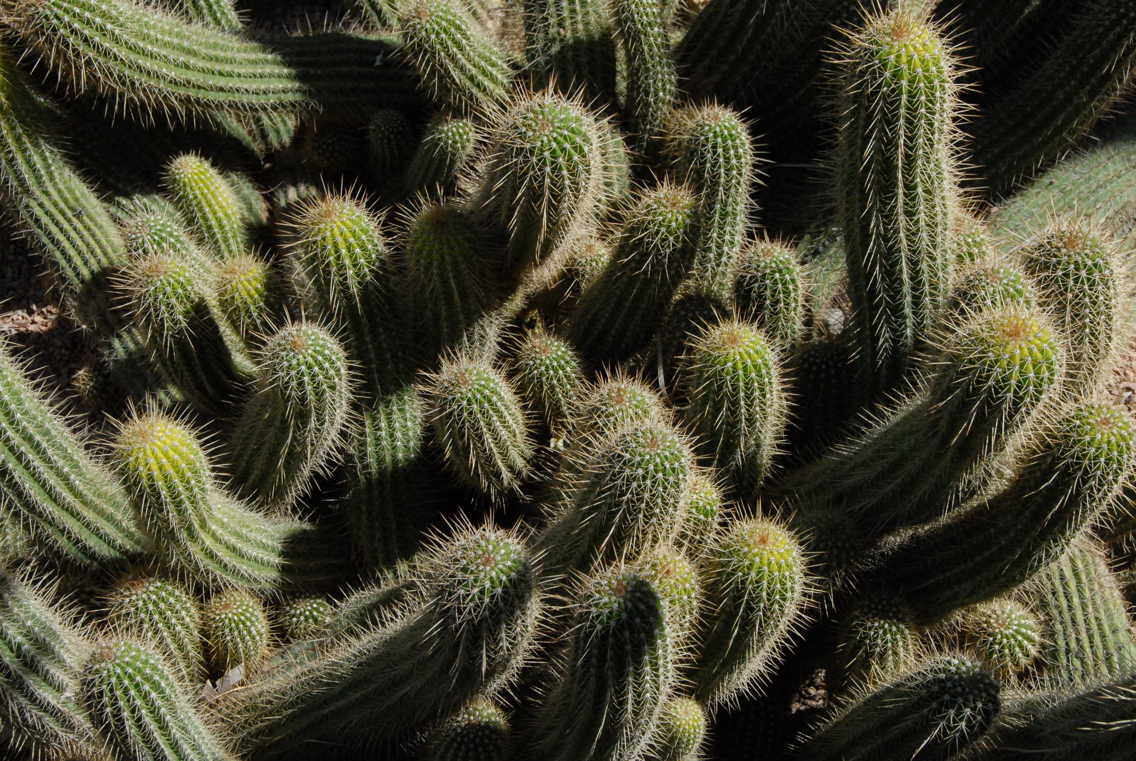 green Color, tropical Climate, tree, nature, summer, natural pattern, full frame, ecosystem, backgrounds, growth, spines, land, succulent Plant, high angle view, HD Wallpaper