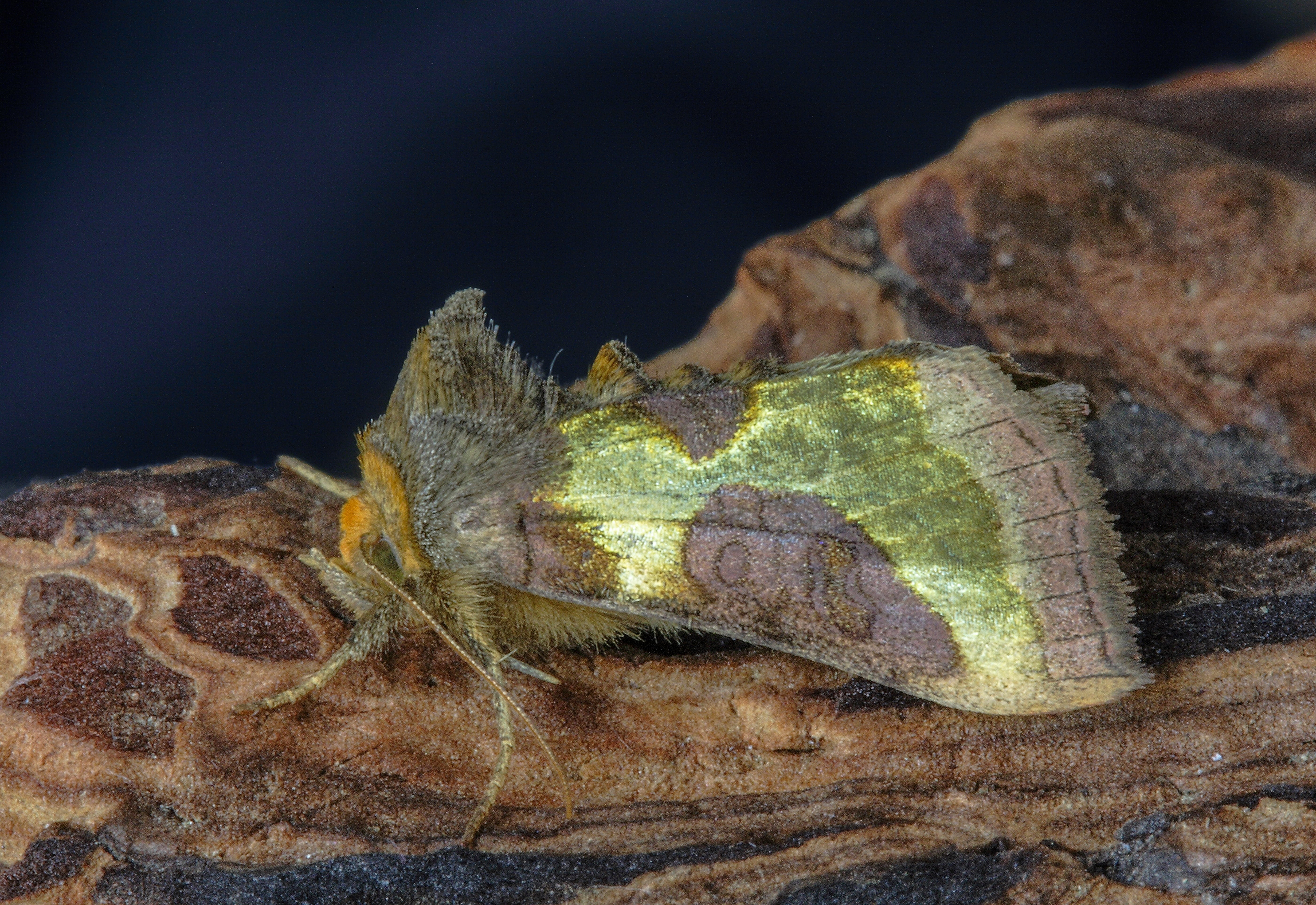 animal body part, no people, moth, close-up, black background, plant part, studio shot, rock - object, insect, vertebrate, 5K, metallic, nature, burnished brass, HD Wallpaper