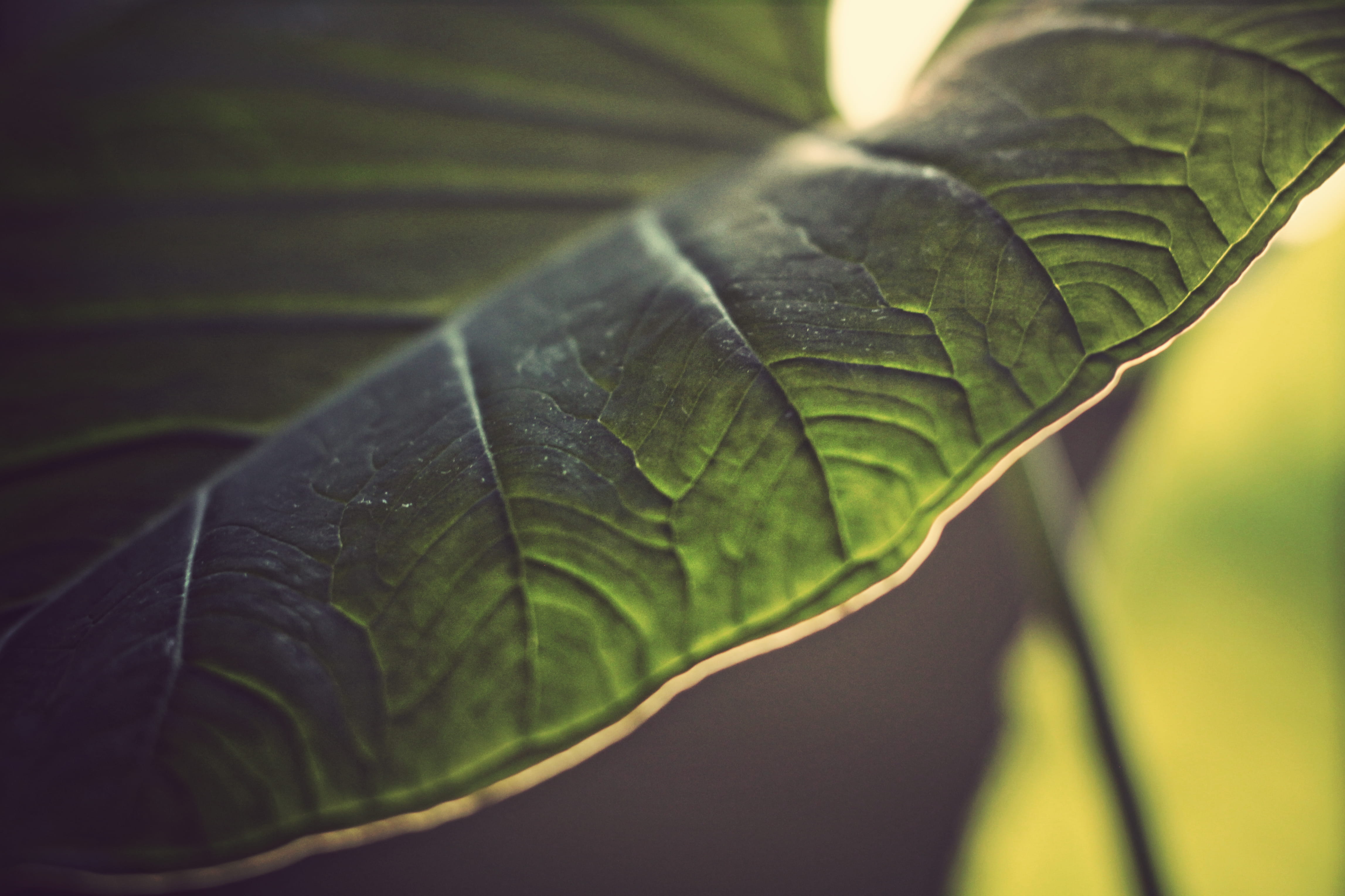 4K, beauty in nature, leaves, selective focus, plant, santa maria, nature, close-up, plant part, leaf, tree, no people, freshness, ns. das dores, natural pattern, HD Wallpaper